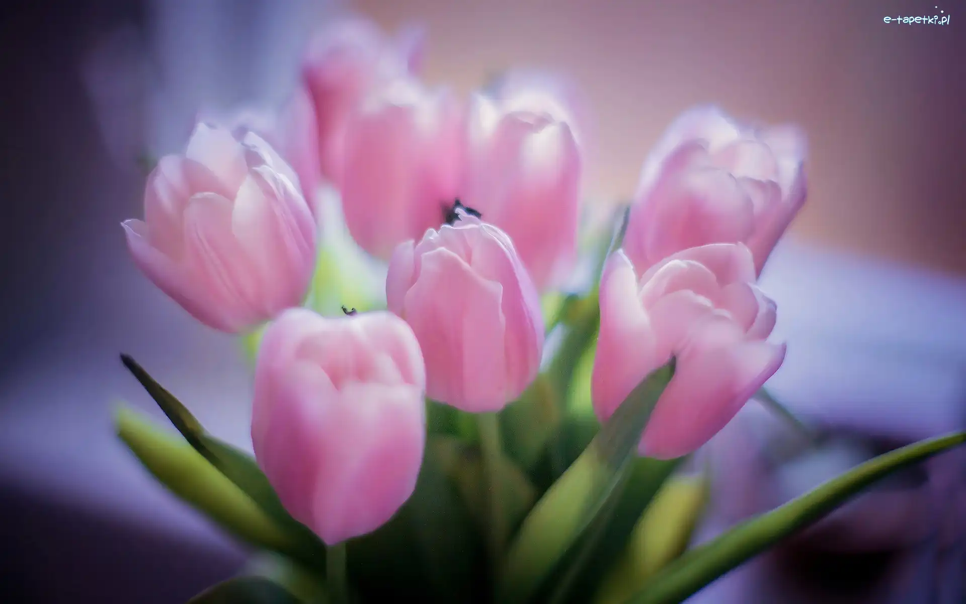 Tulipany, Różowe