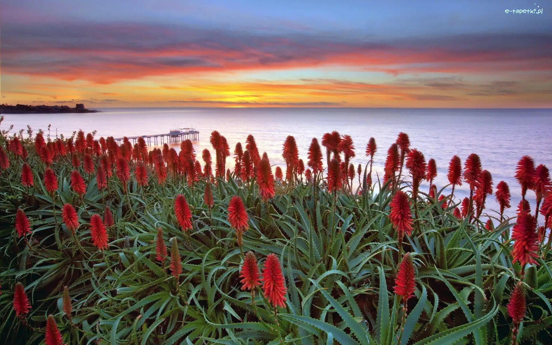 Molo, Zachód słońca, Aloes, Morze