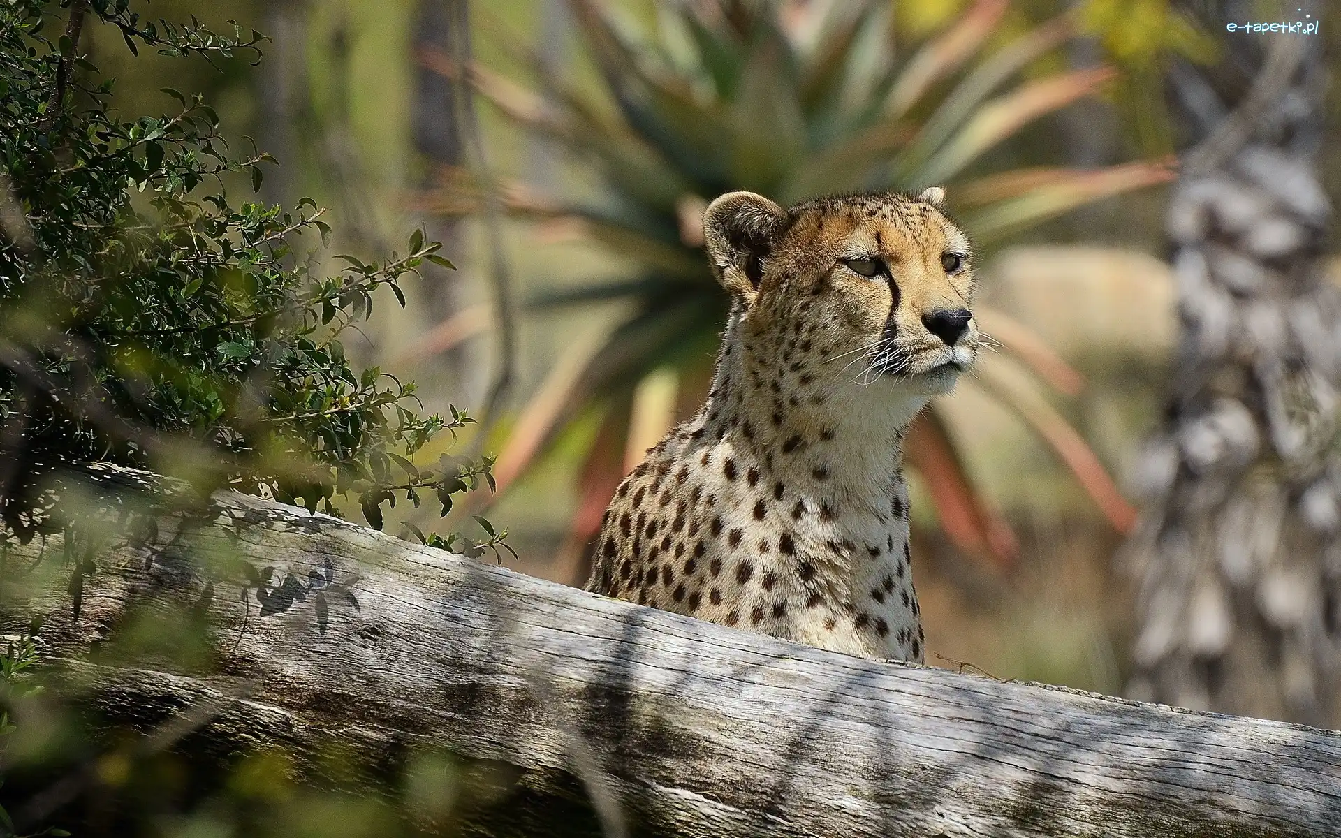 Drzewo, Gepard