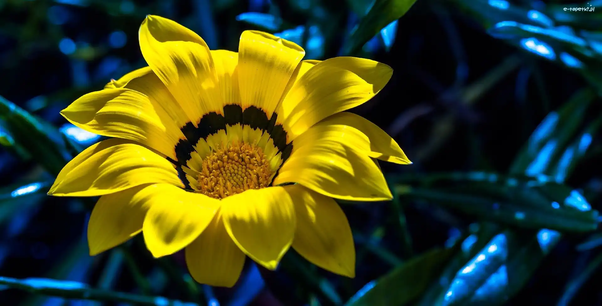 Gazania, Żółta