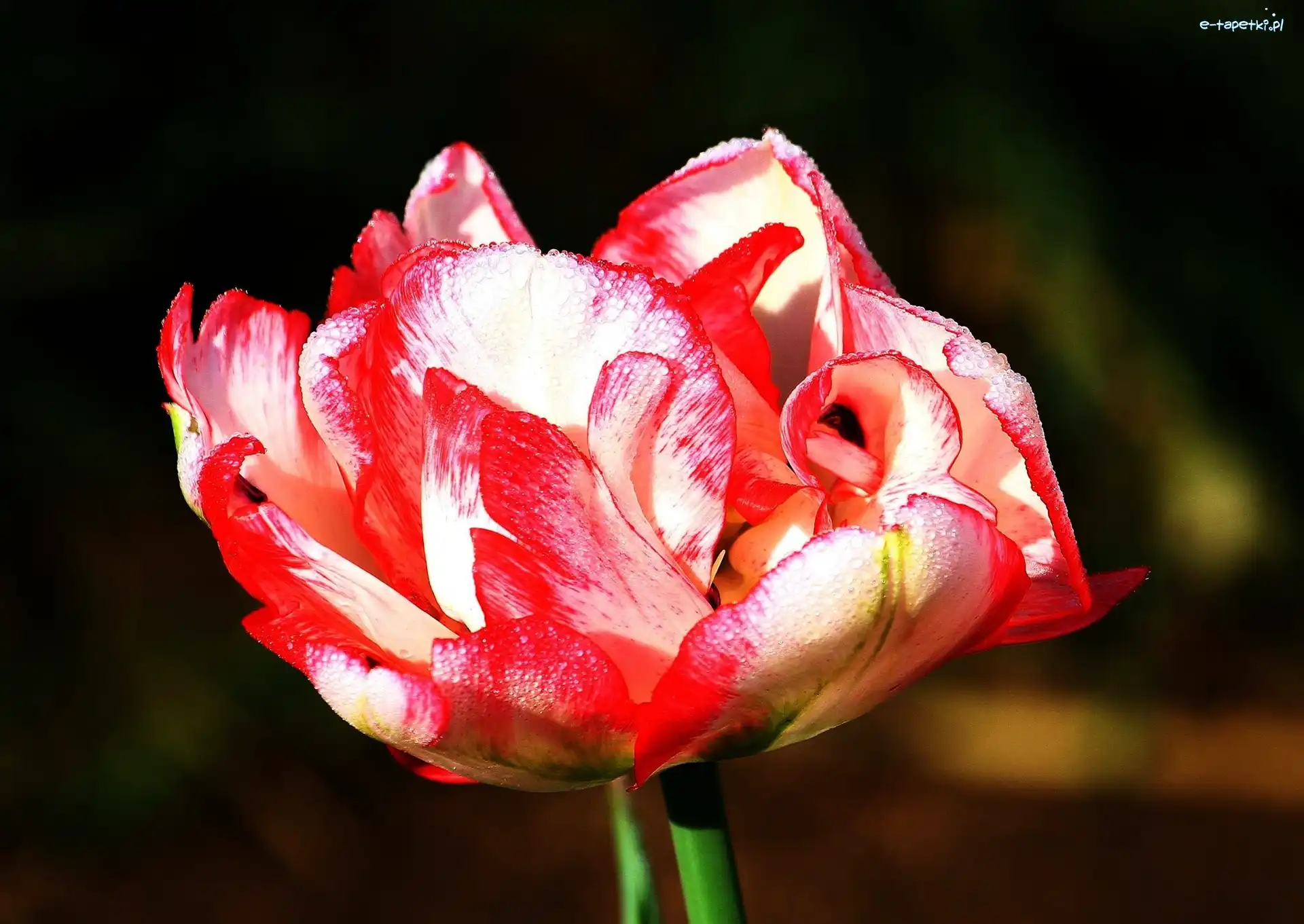 Tulipan, Kolorowy