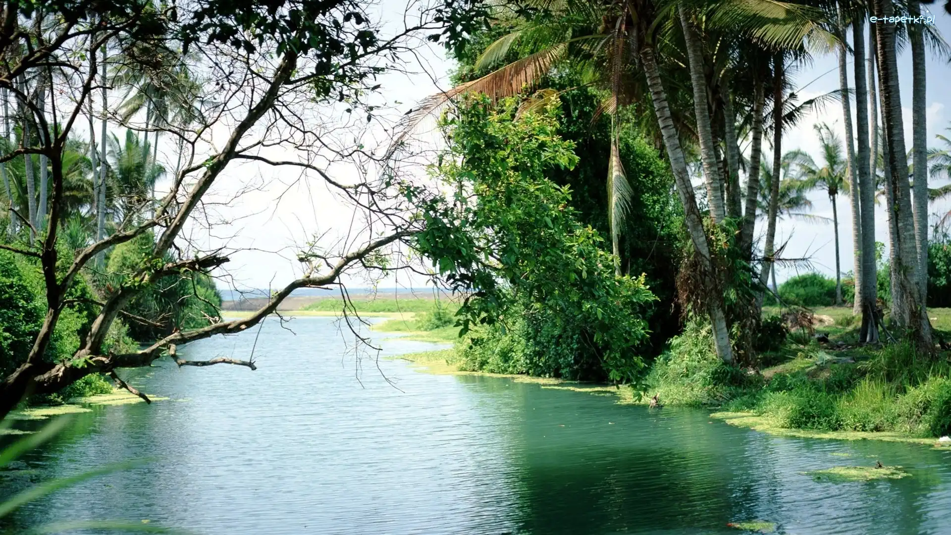 Drzewa, Indonezja, Bali, Rzeka