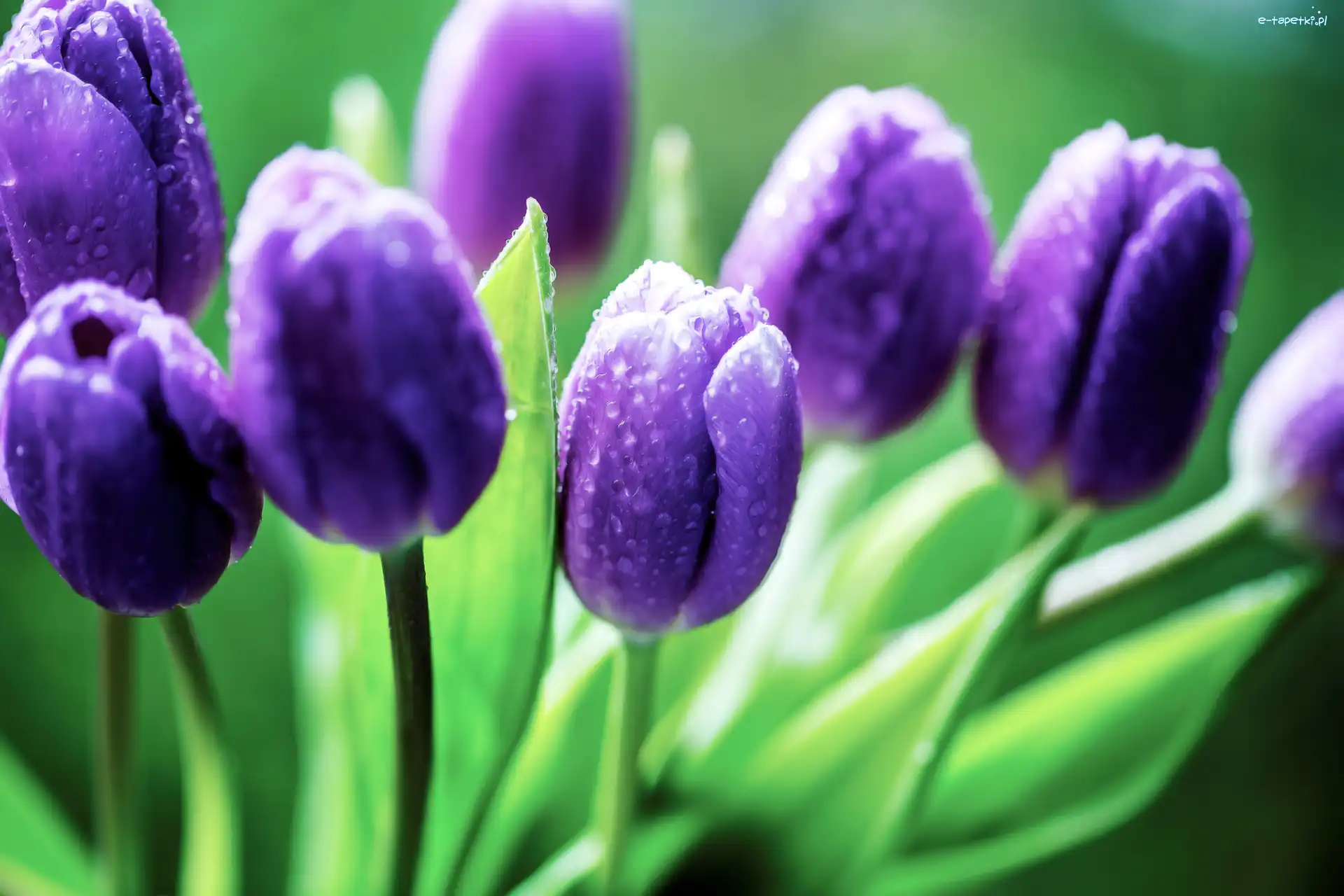 Tulipany, Deszczu, Krople, Fioletowe