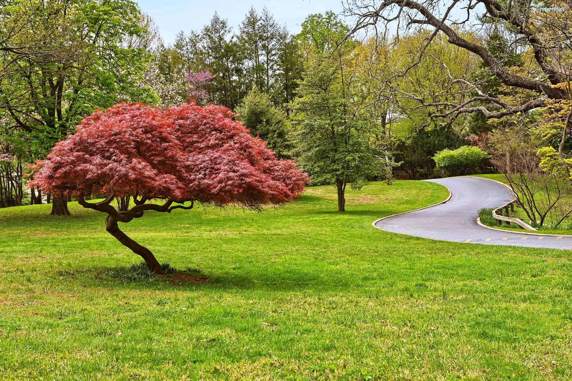 Droga, Park