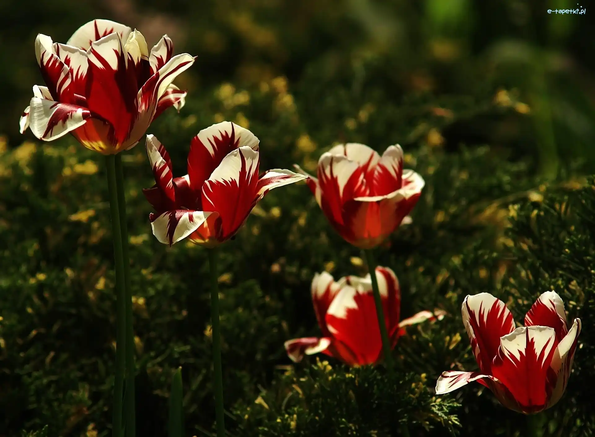 Tulipany, Białe, Czerwono