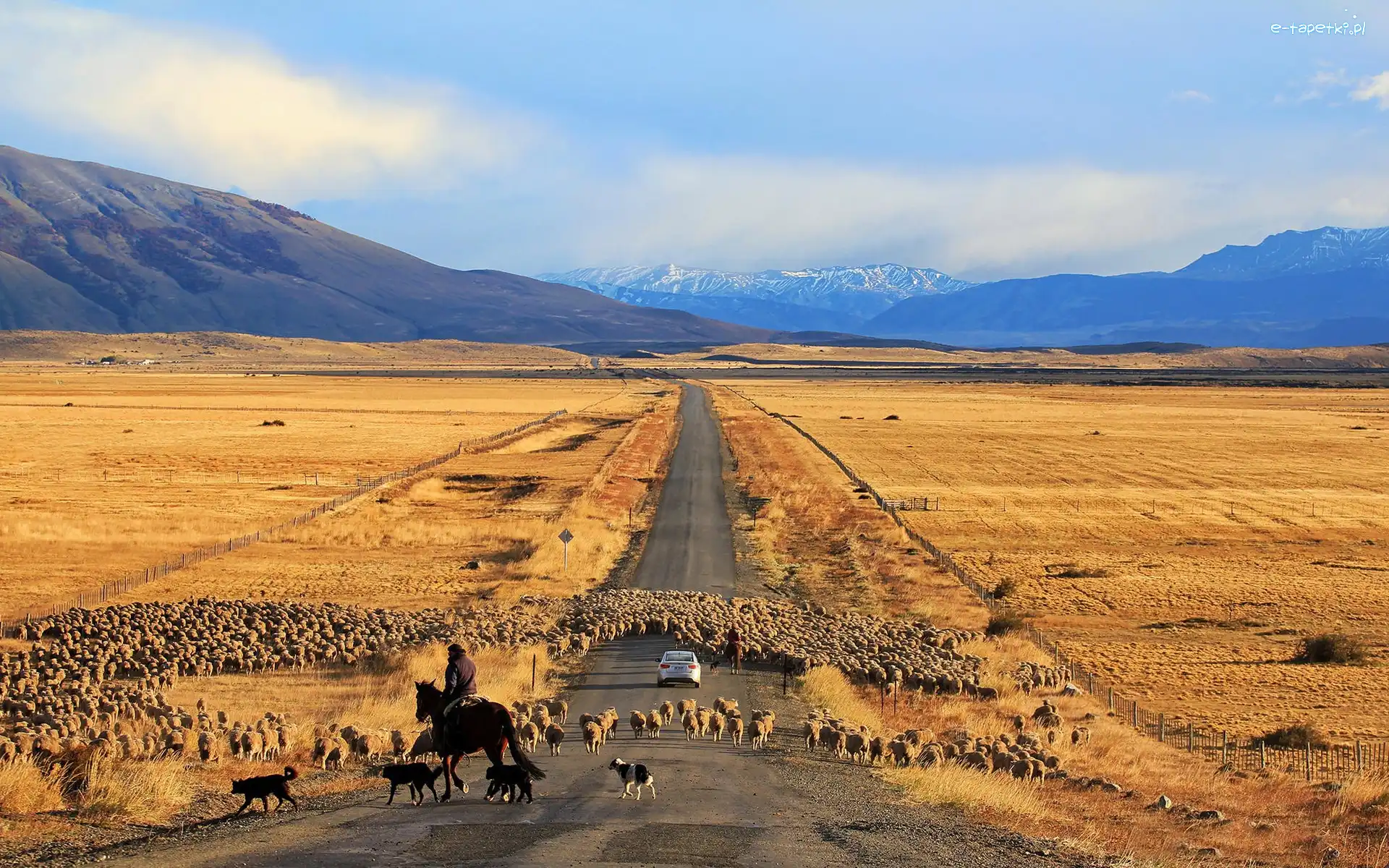 Chile, Góry, Owce, Łąki, Droga, Patagonia, Wypas