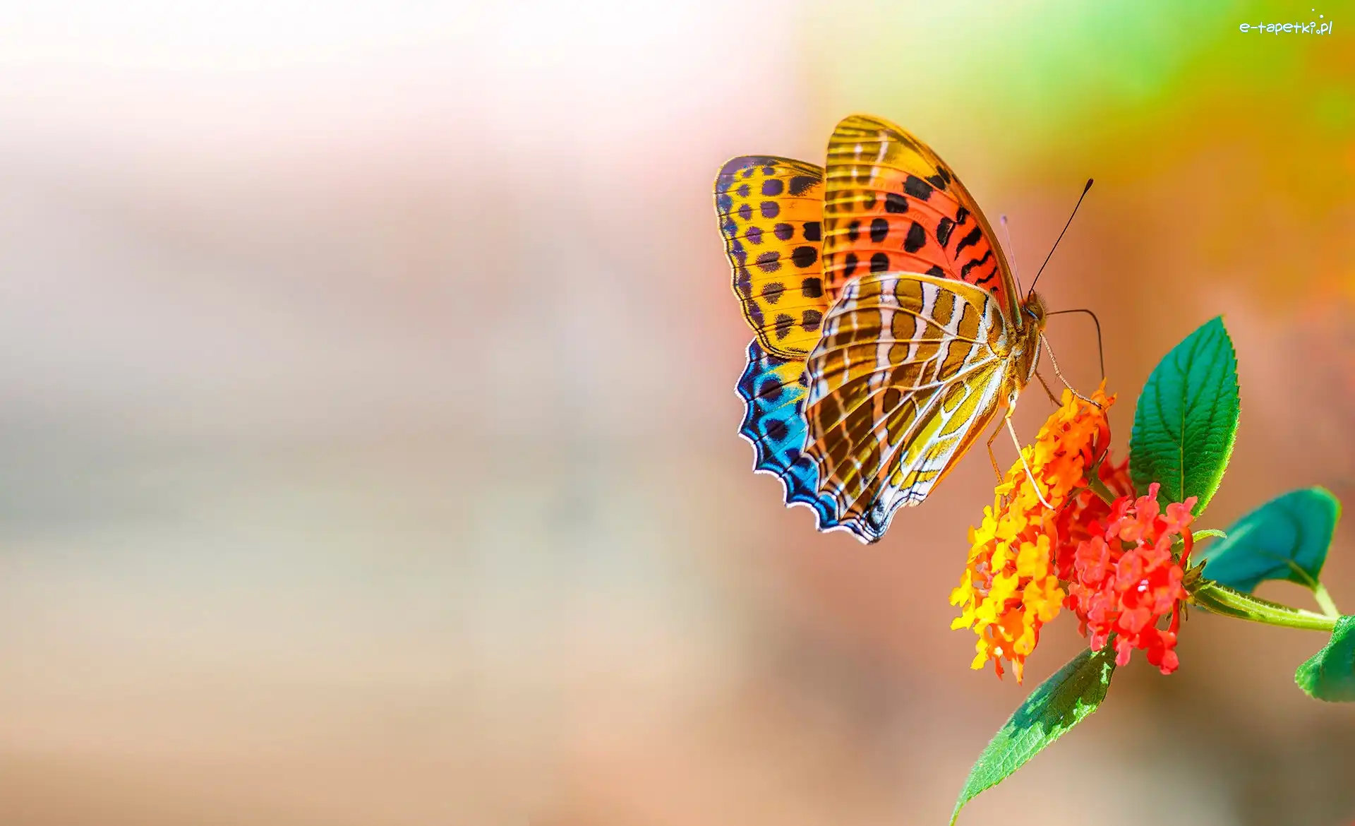 Motyl, Makro, Kwiat, Kolorowy
