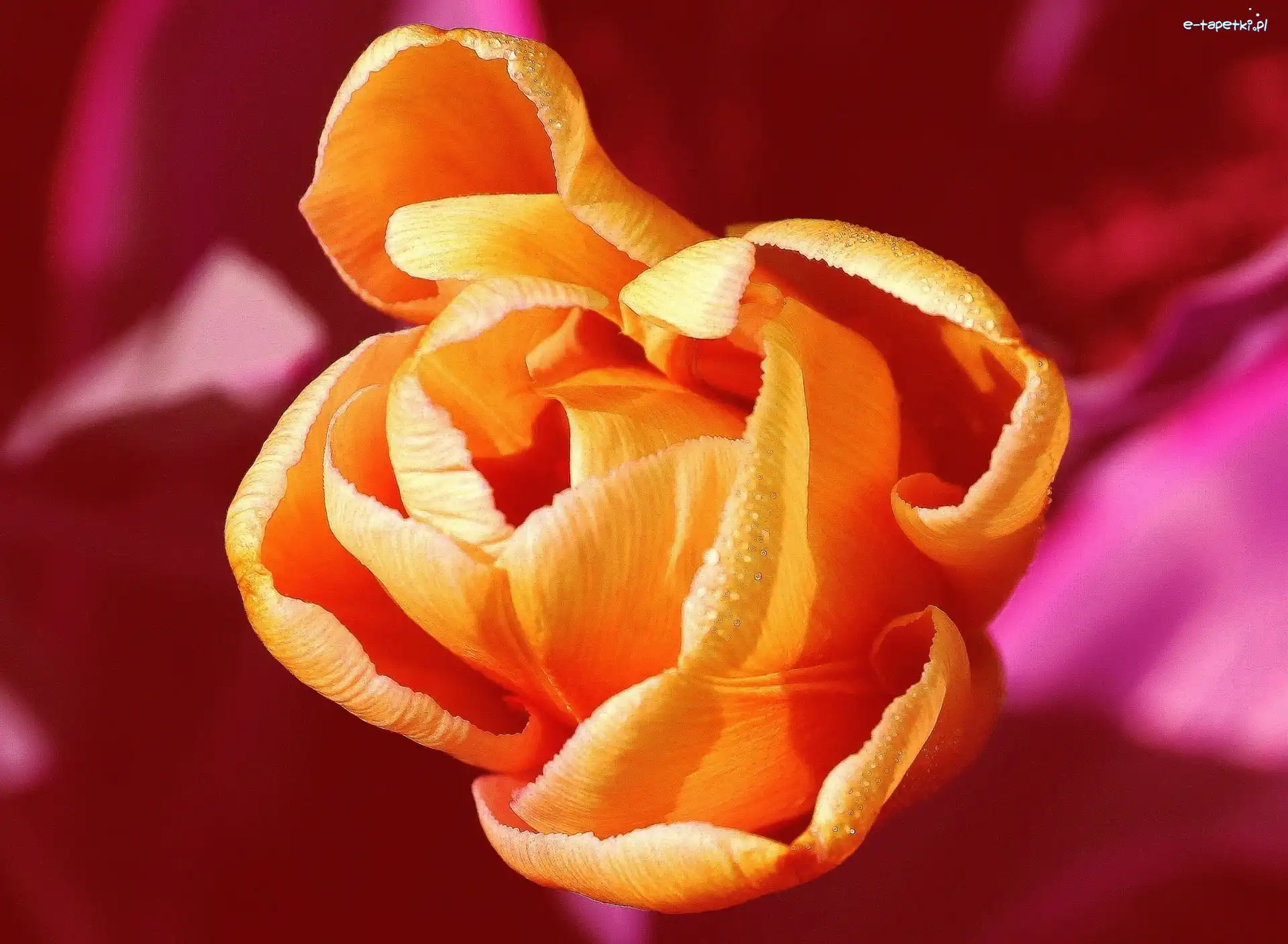 Tulipan, Tło, Różowe, Pomarańczowy