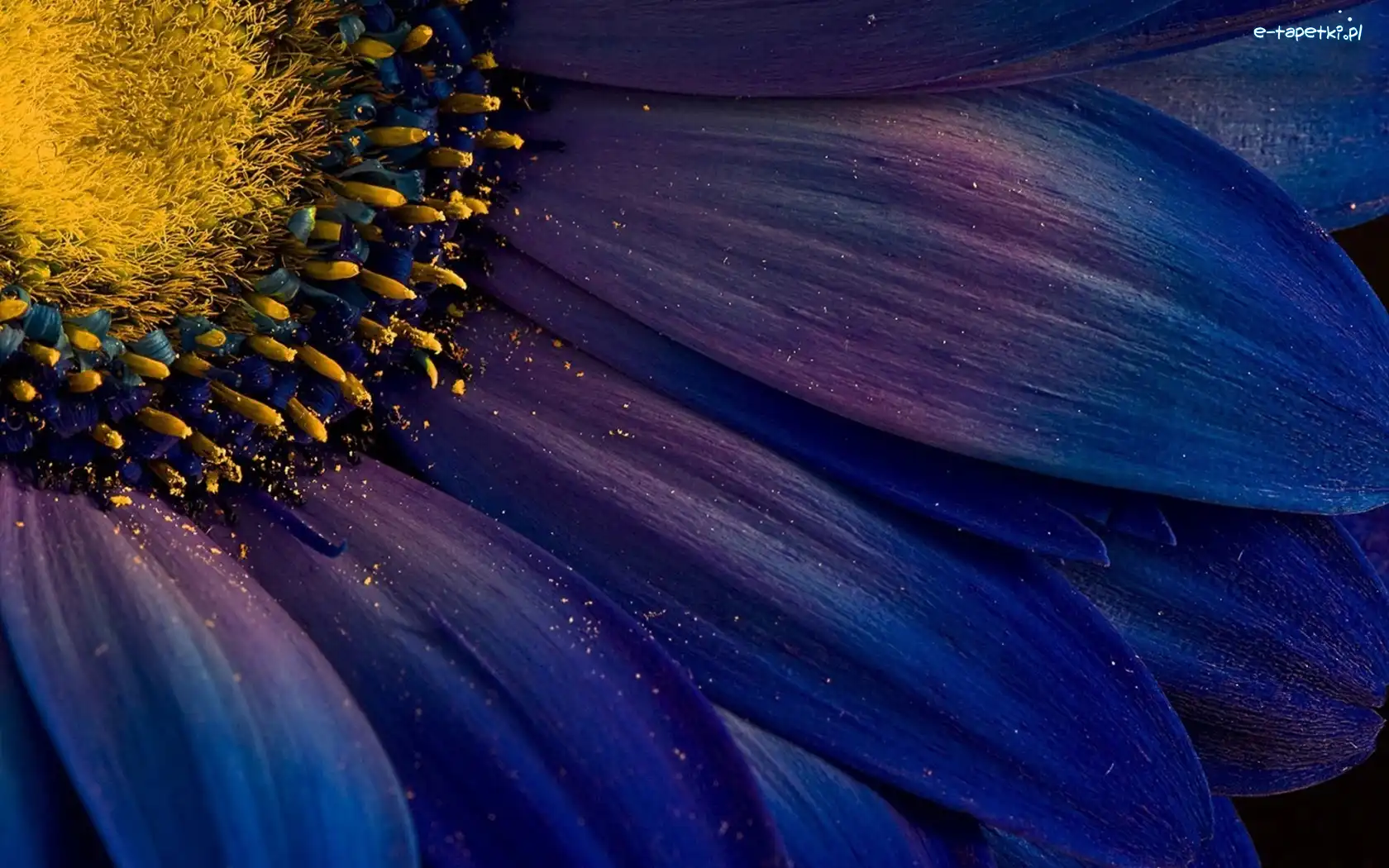 Gerbera, Kwiat