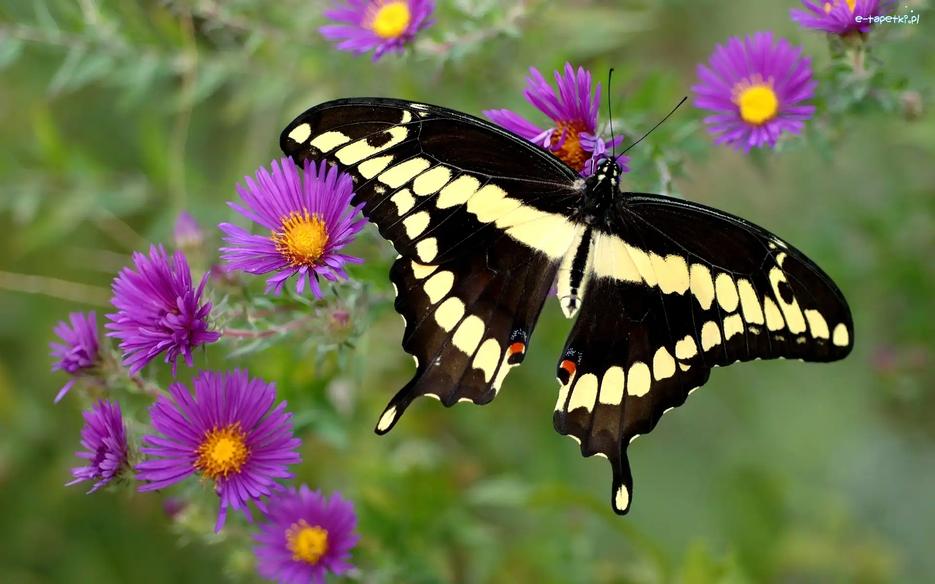 Kwiaty, Purpurowe, Motyl