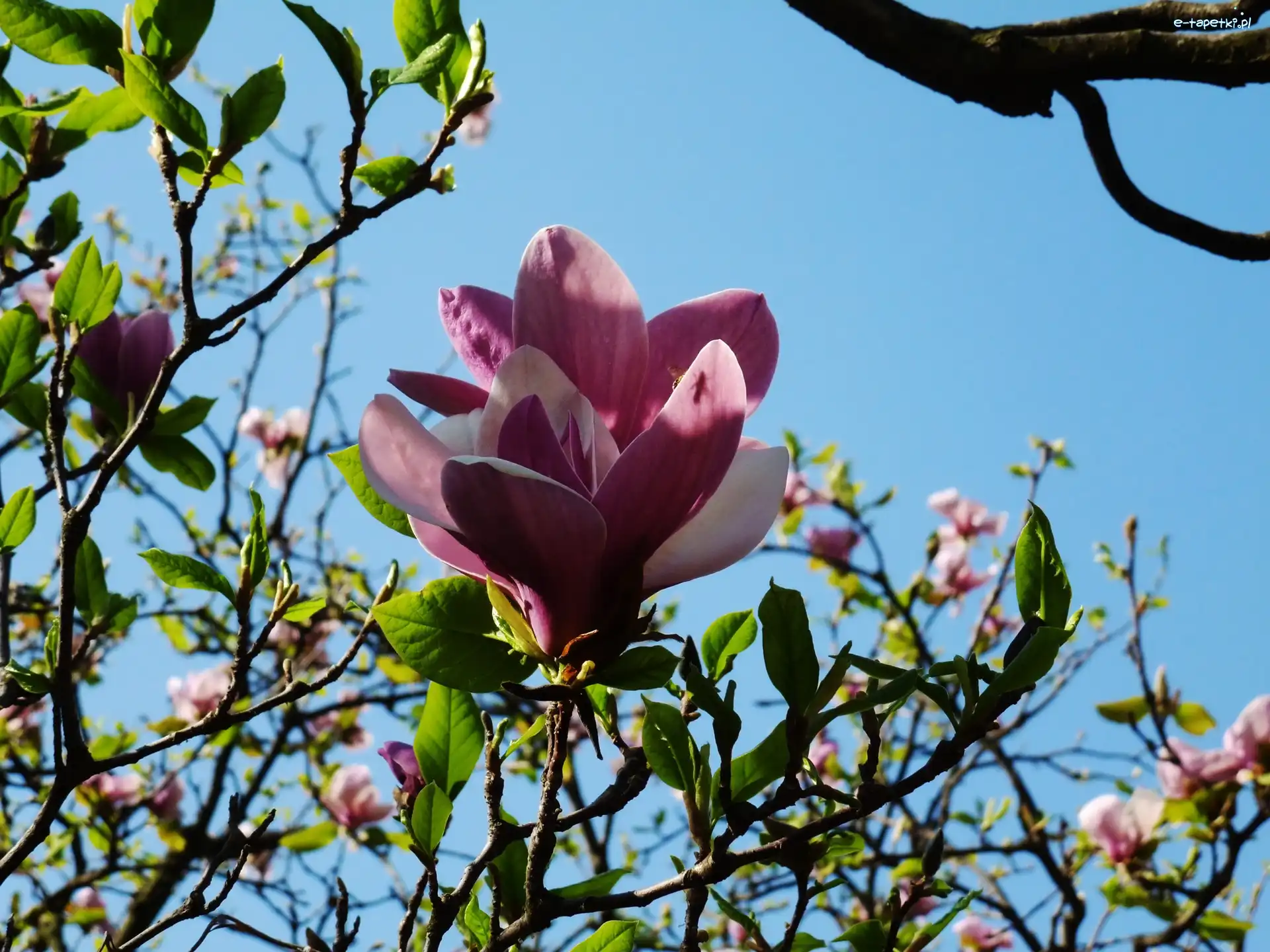 Magnolii, Kwiaty