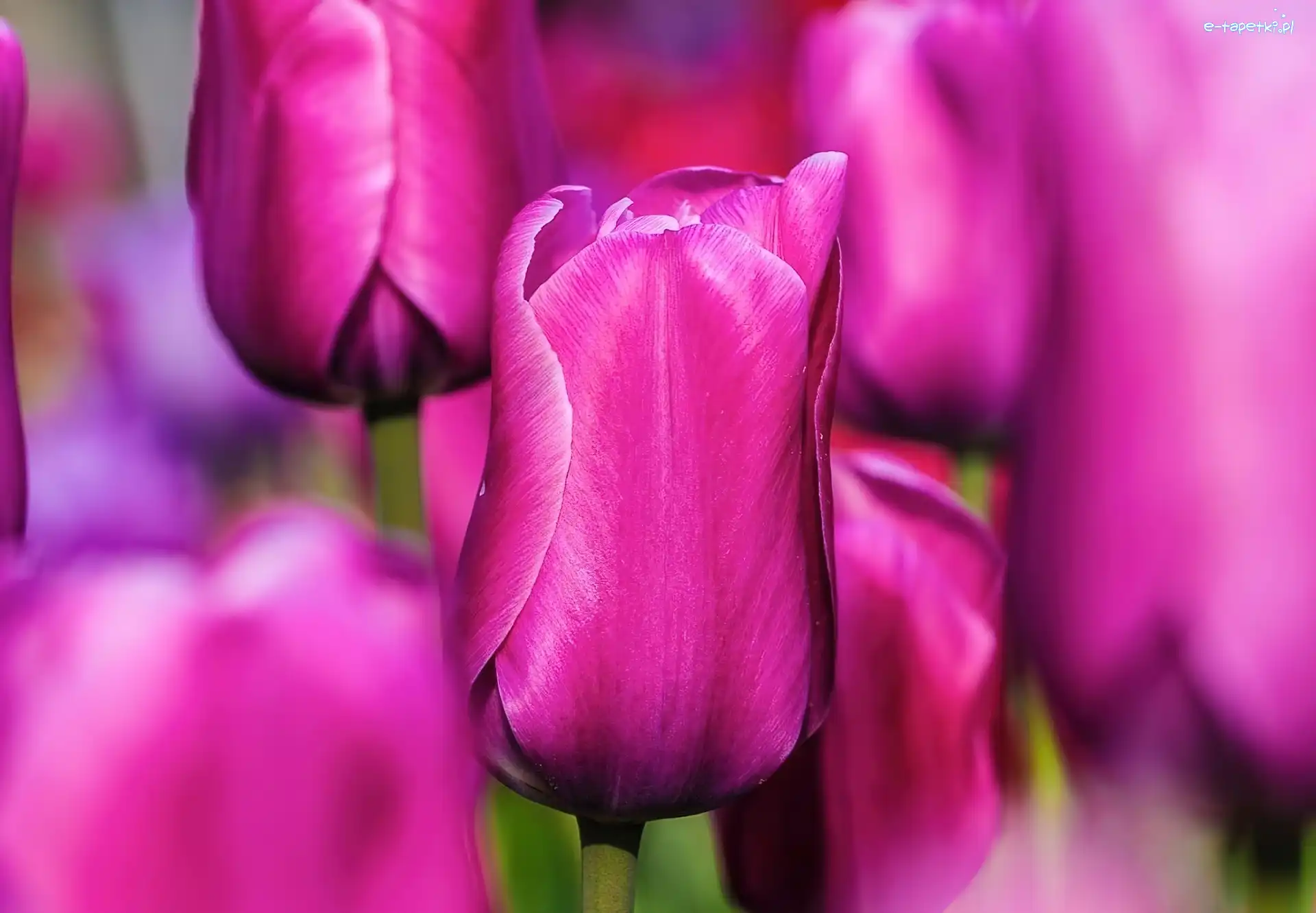 Tulipany, Fioletowe