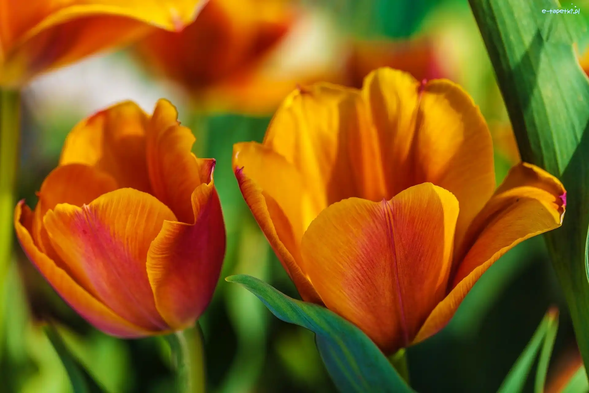 Tulipany, Żółte