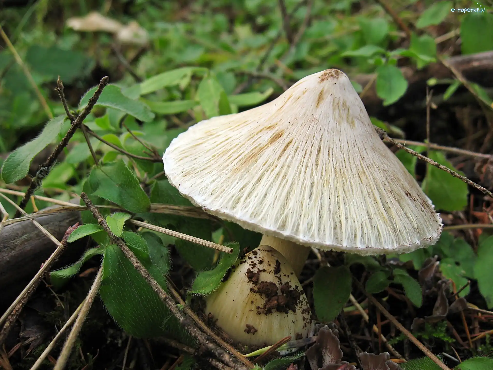 Leśna, Ściółka, Grzyb