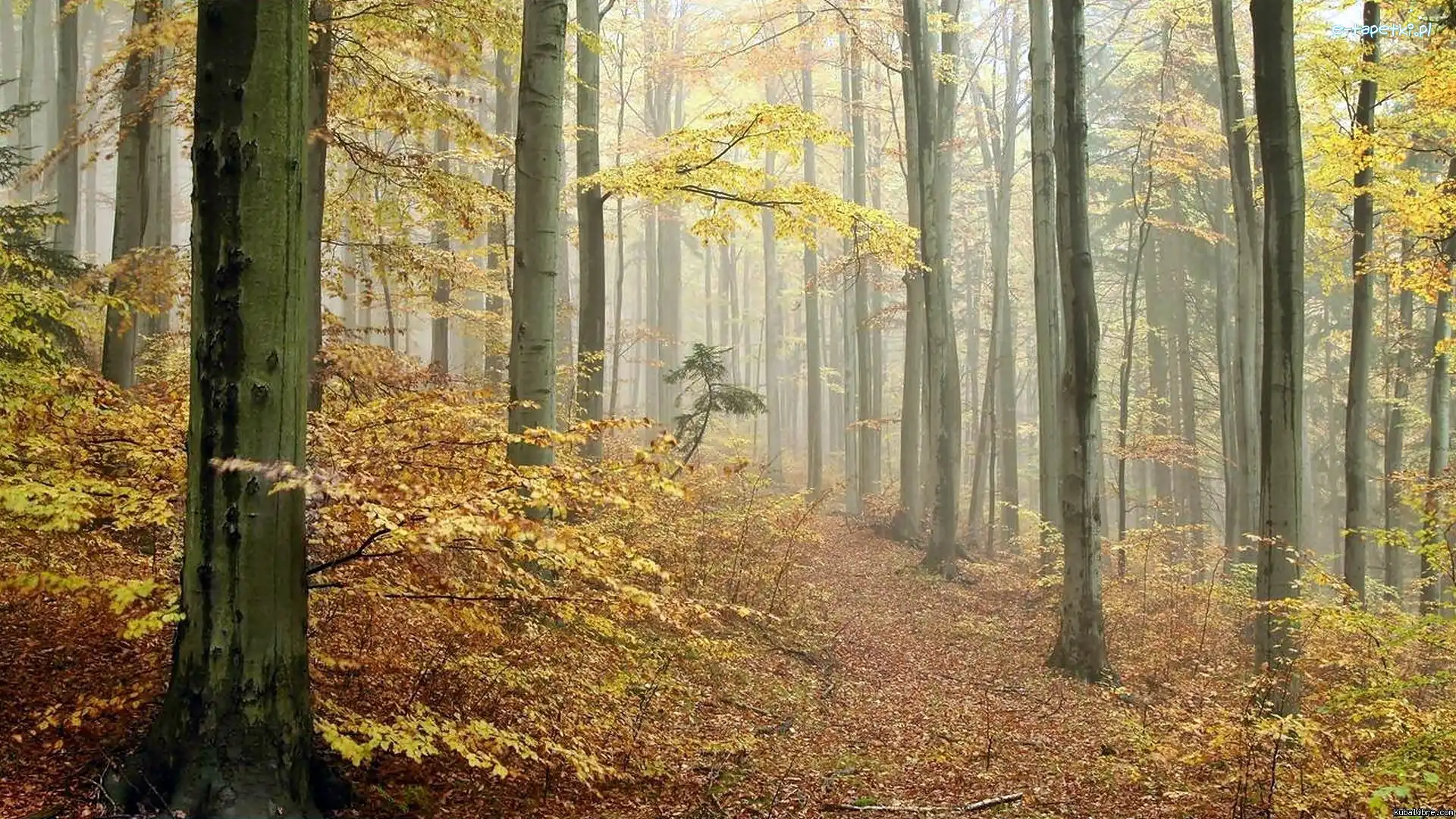 Mgła, Las, Jesień