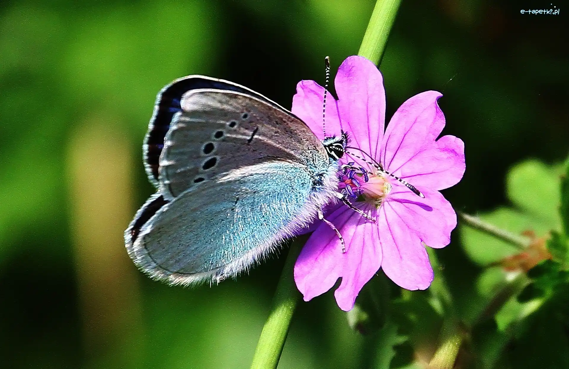 Łodyga, Kwiatek, Motyl