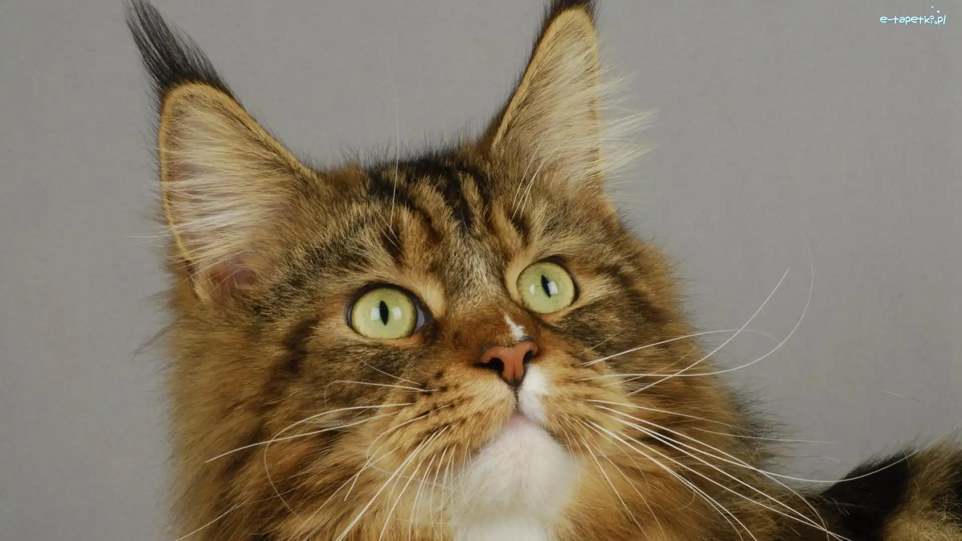 Oczy, Maine Coon, Kotek