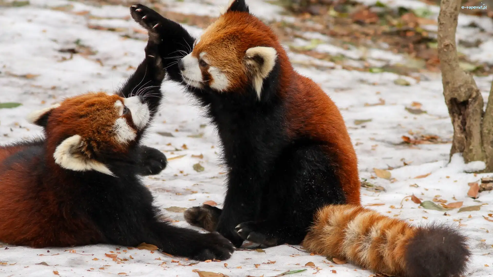 Pandki rude, Czerwone, Pandy