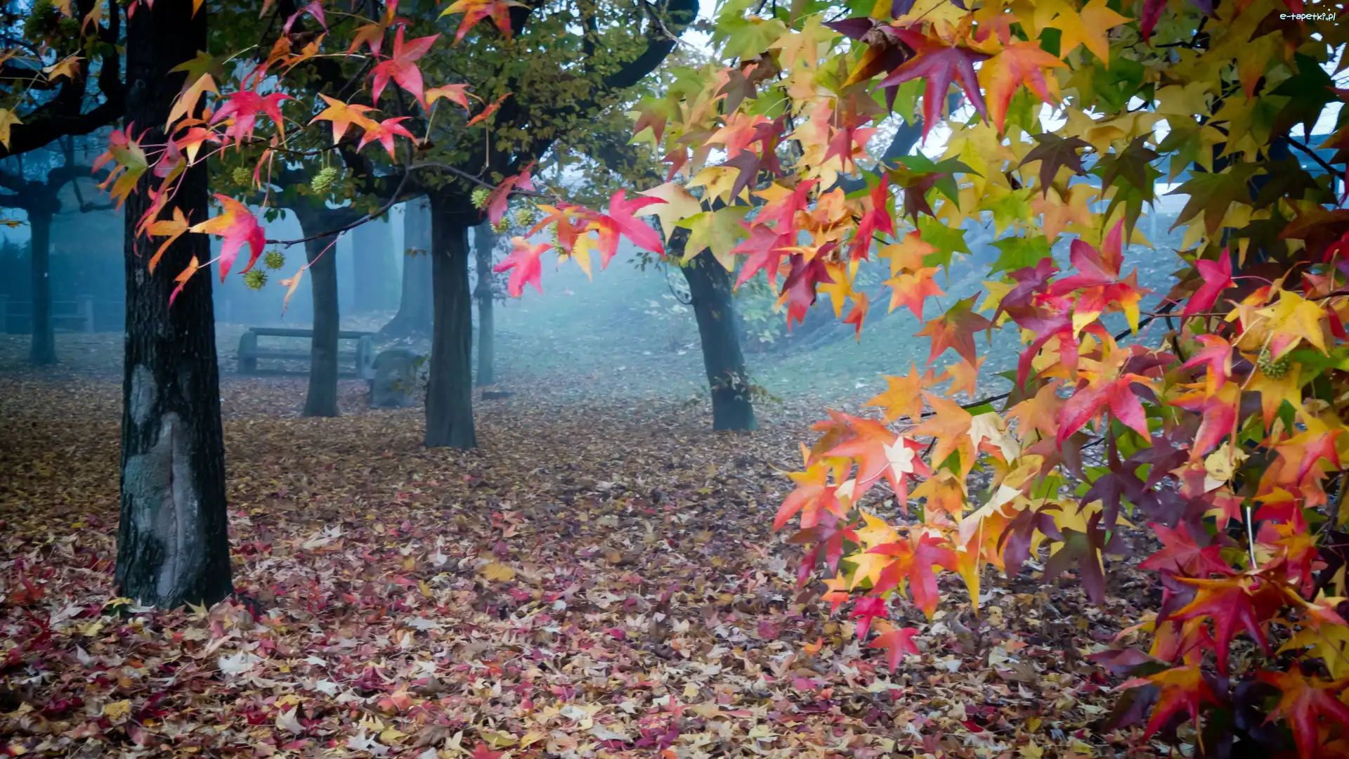 Mgła, Liście, Ławka, Jesień, Drzewa, Park