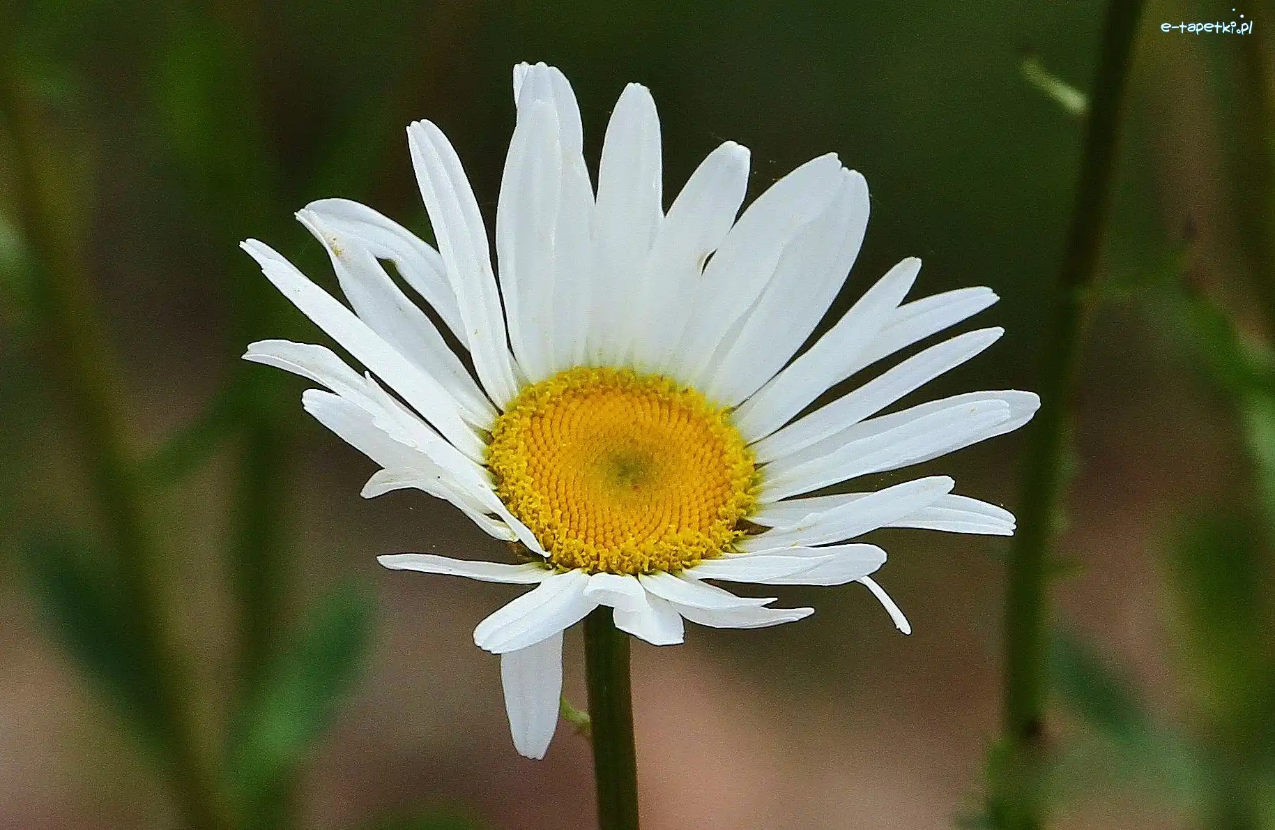 Margerytka
