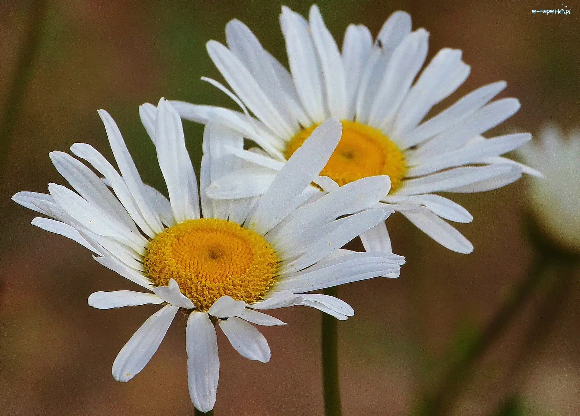 Margerytki