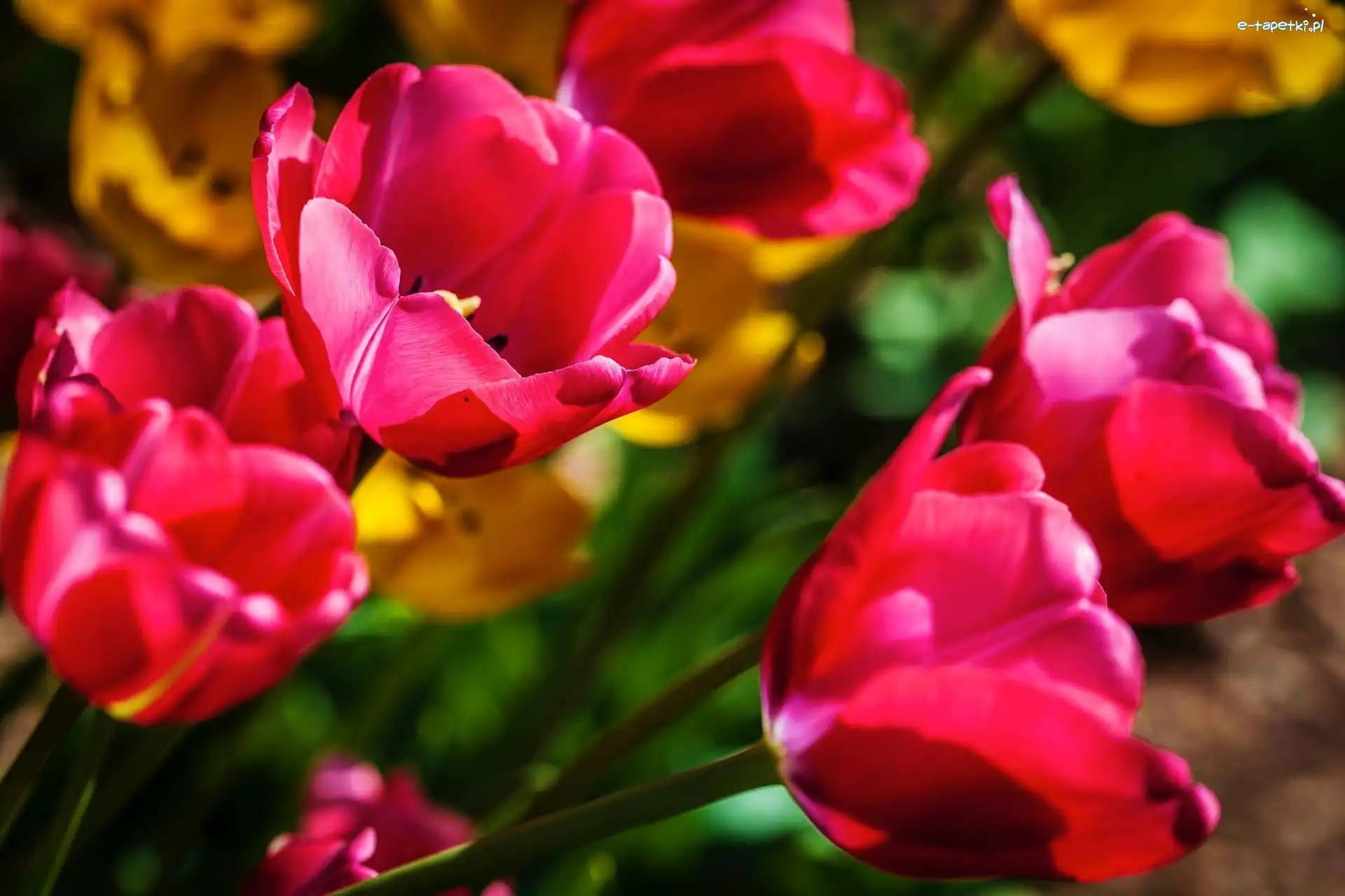 Tulipany, Różowe