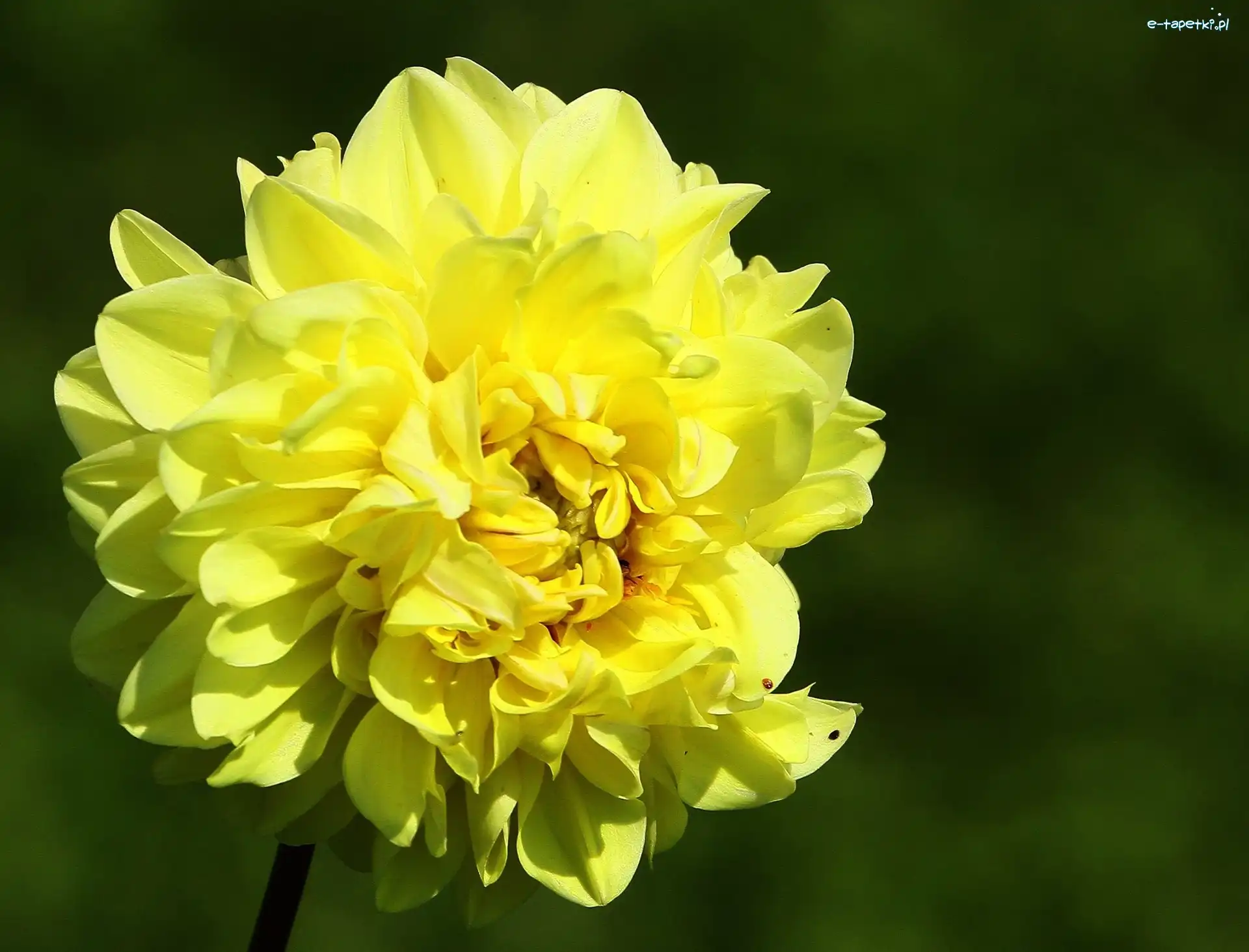 Dalia, Żółta