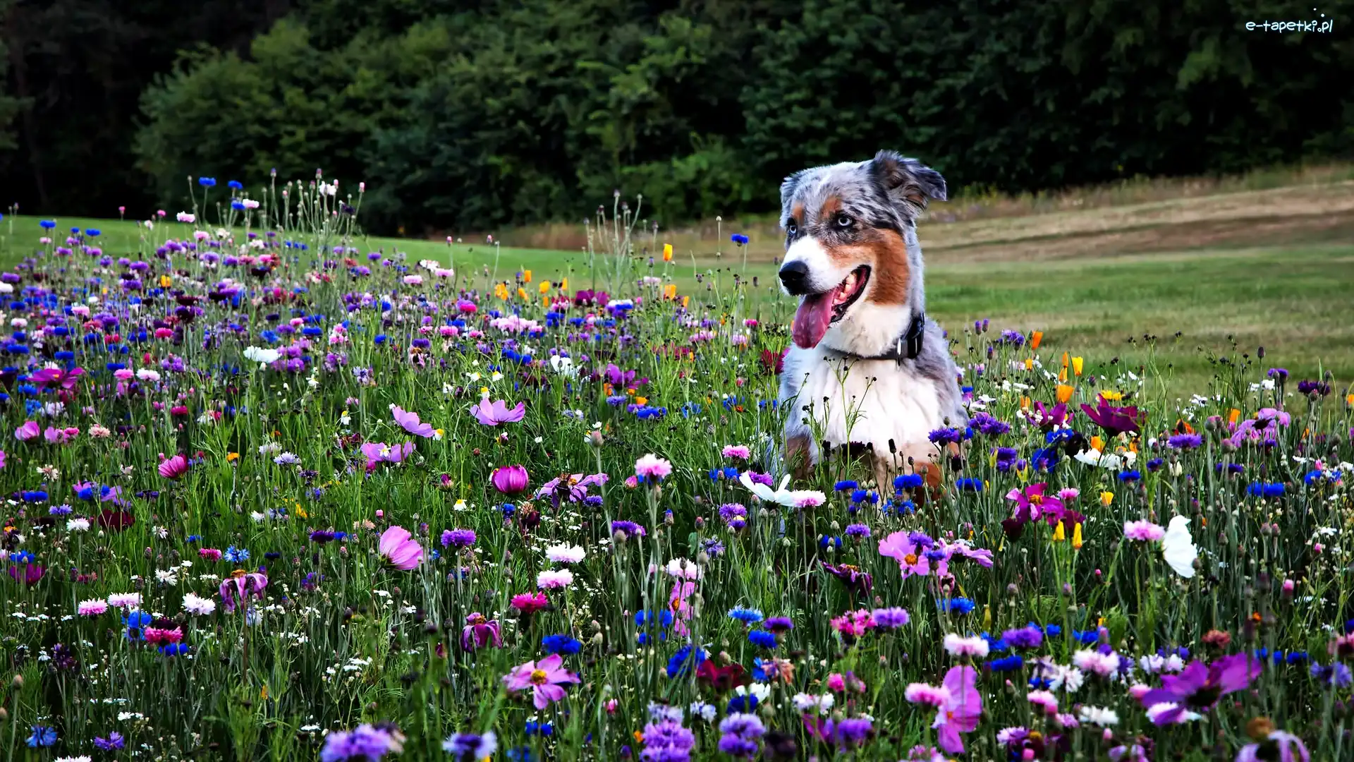 Owczarek australijski-australian shepherd, Łąka