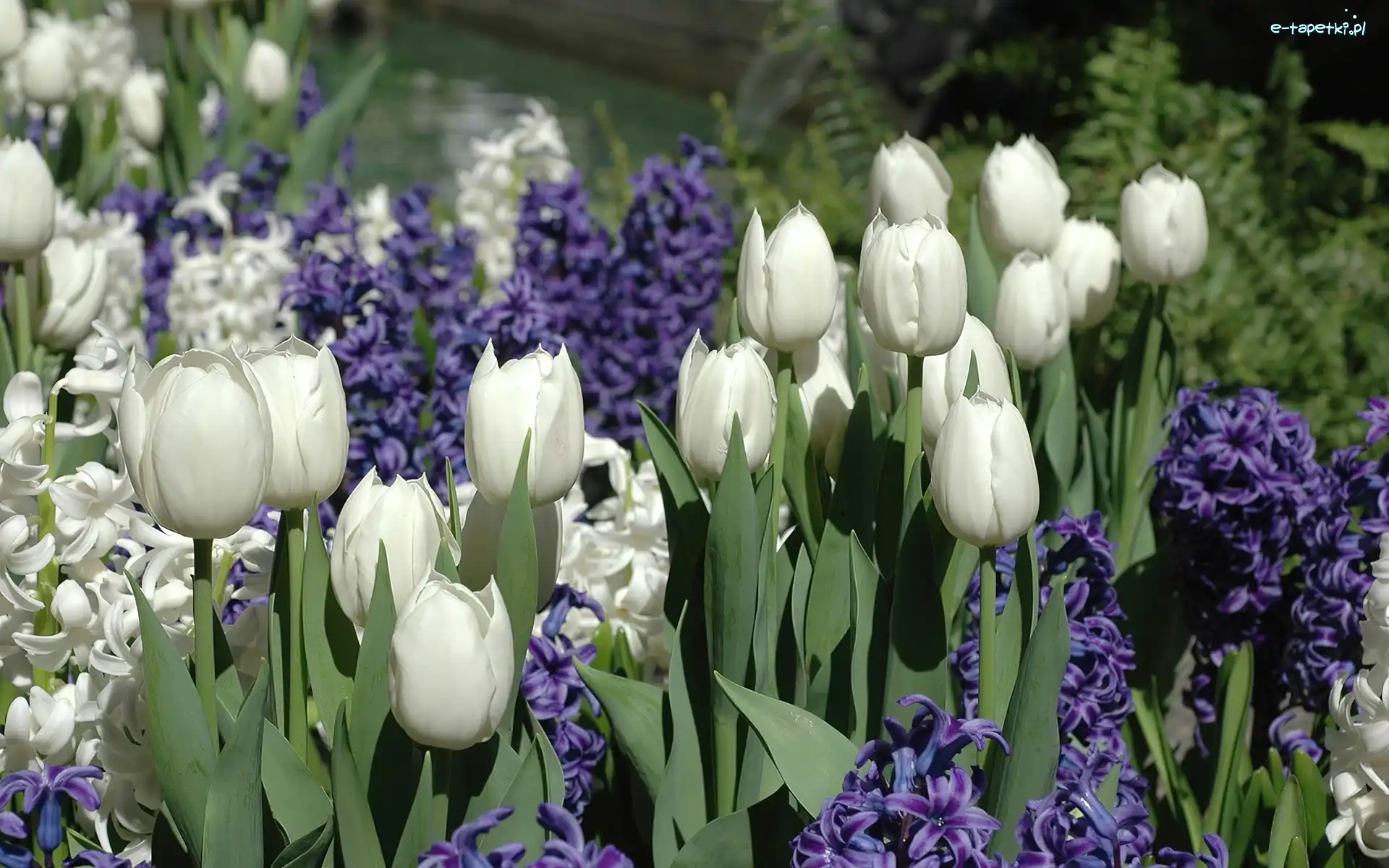 Tulipany, Hiacynty, Fioletowe, Białe
