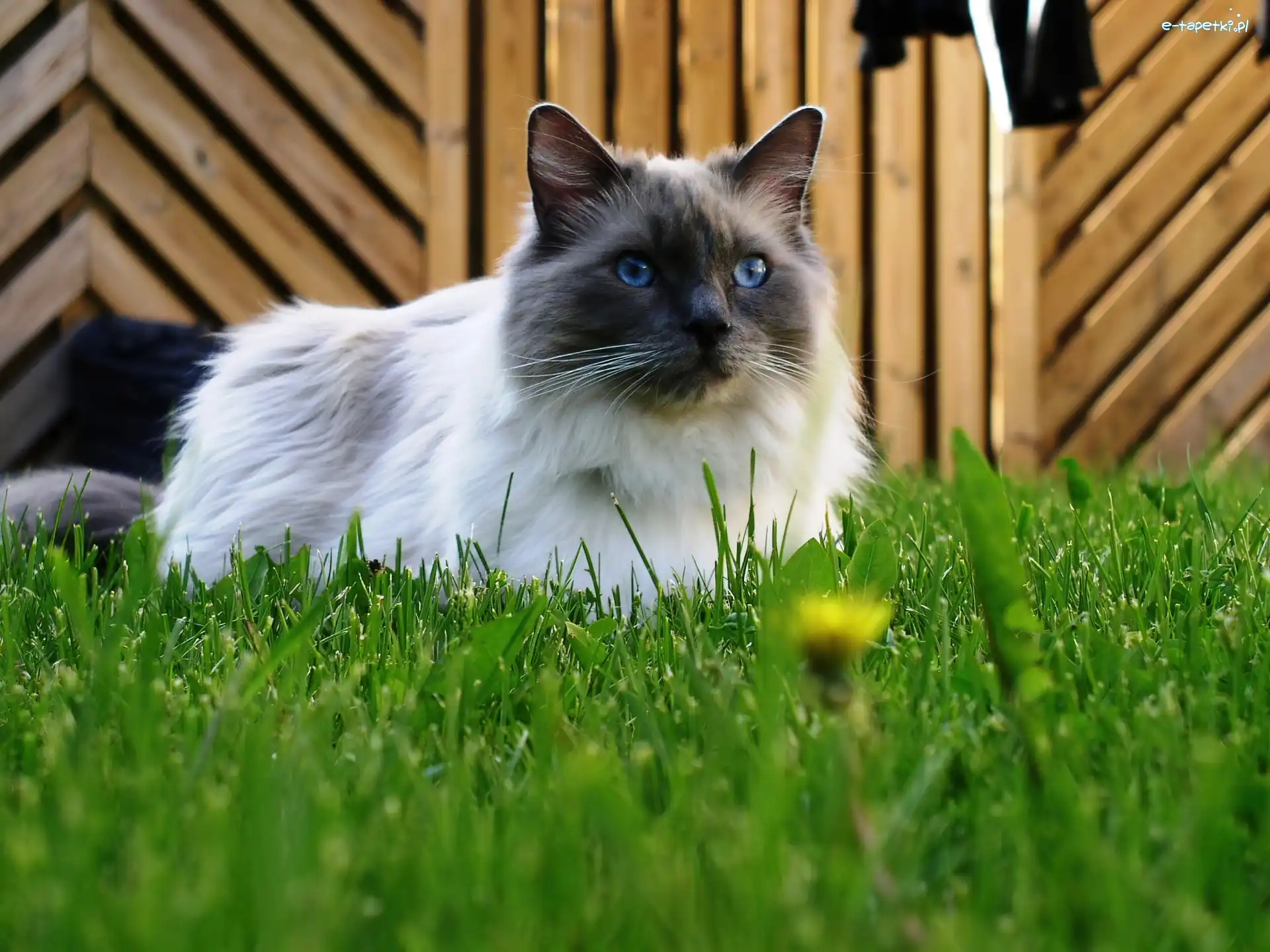Trawa, Ragdoll, Kotek