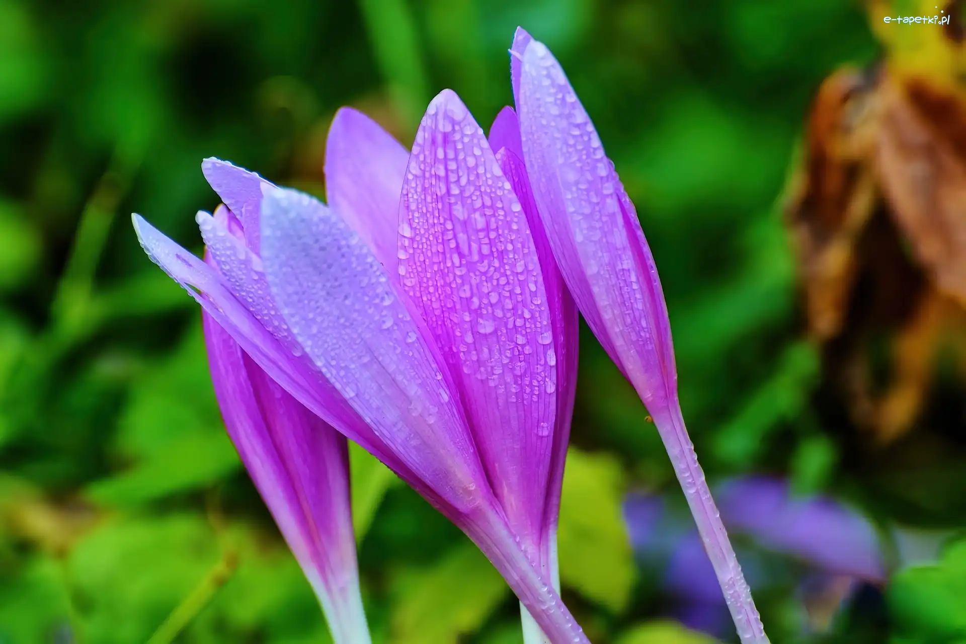 Krokusy, Rosy, Krople, Fioletowe