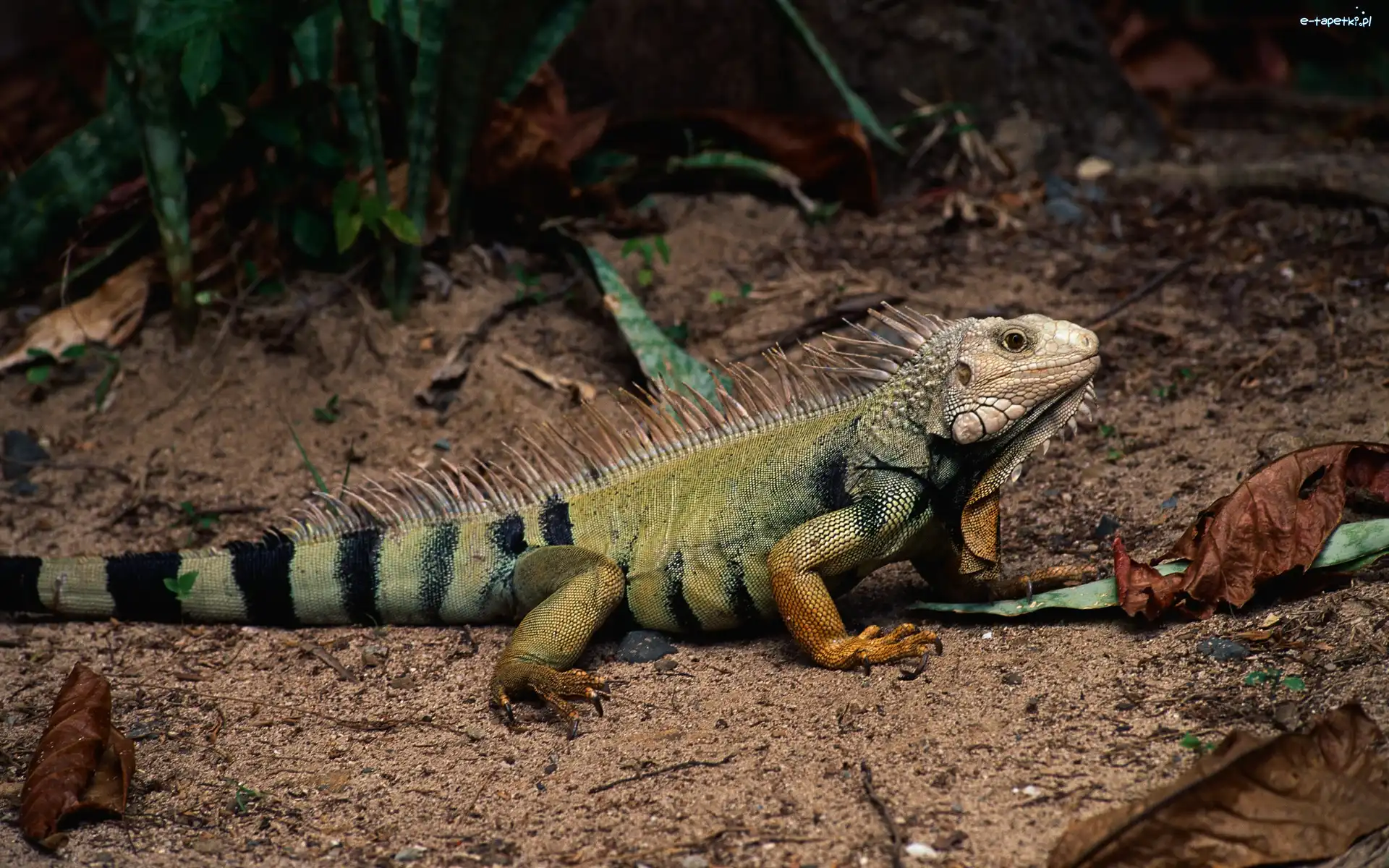 Liście, Iguana