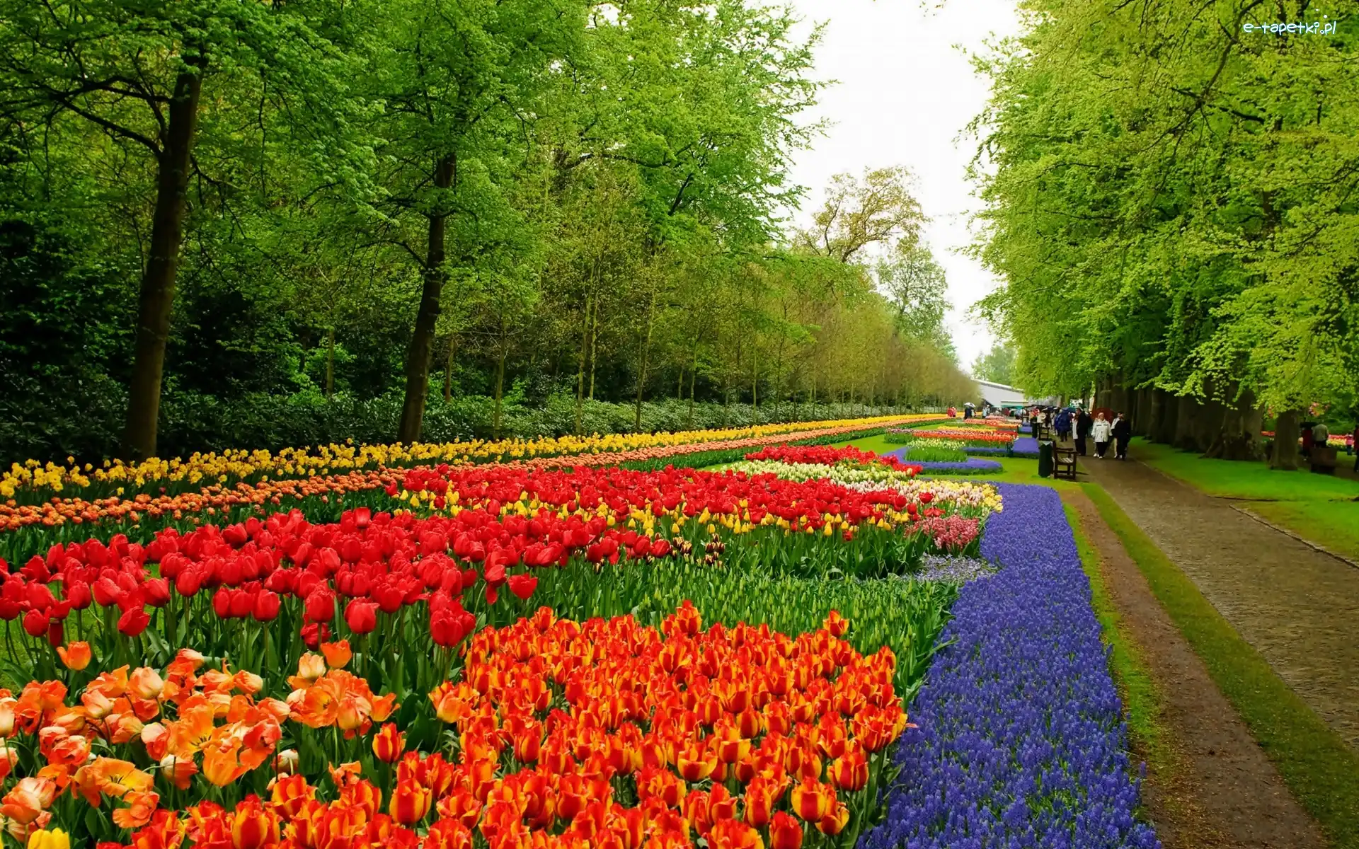 Lisse, Keukenhof, Park, Spacerowicze, Tulipany Szafirki