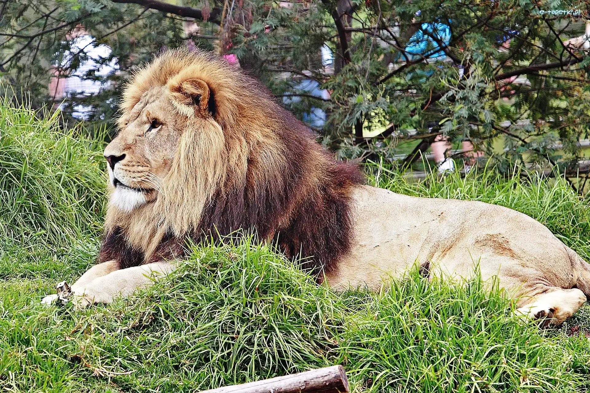 Zoo, Lew
