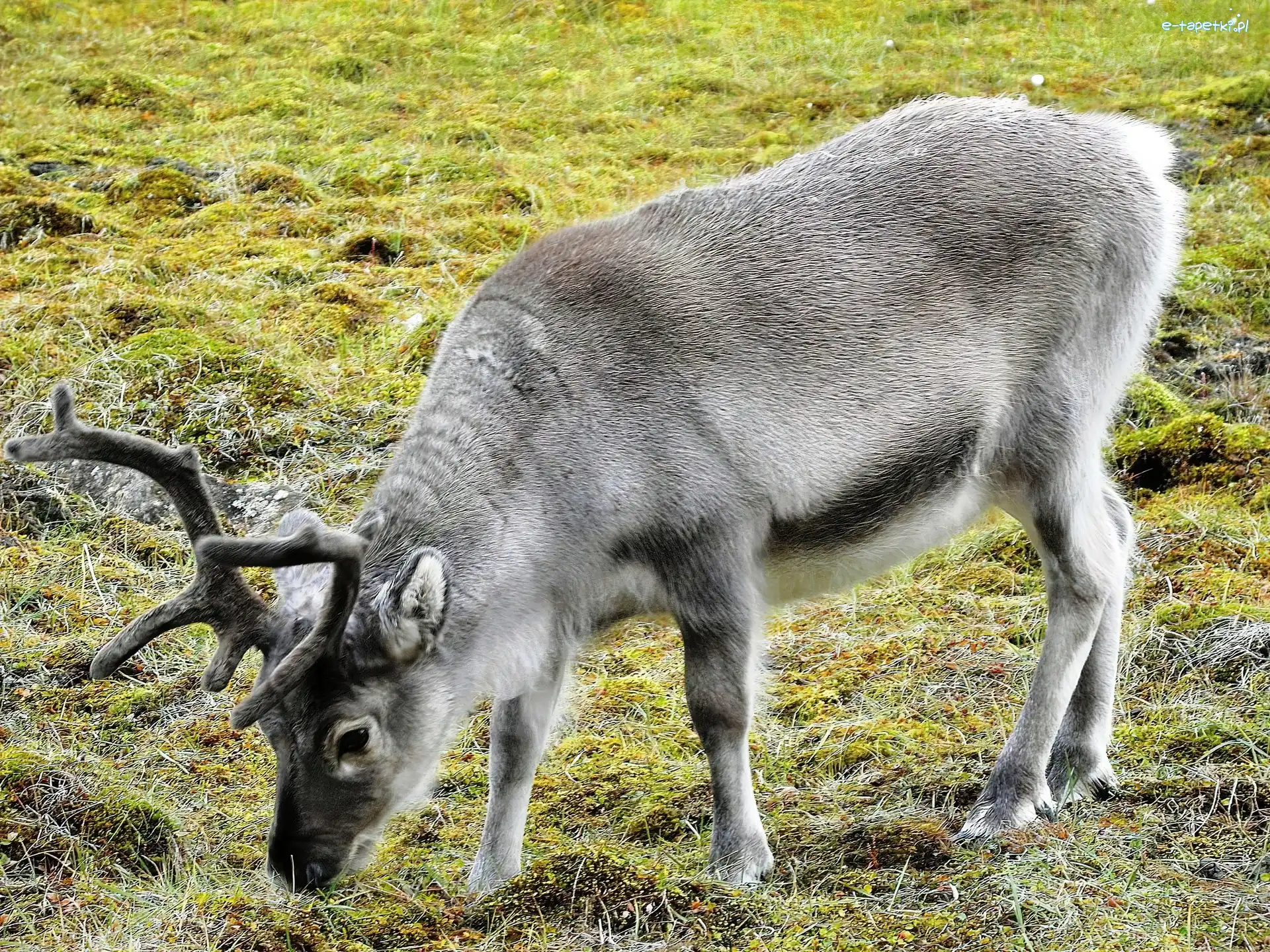 Łąka, Renifer