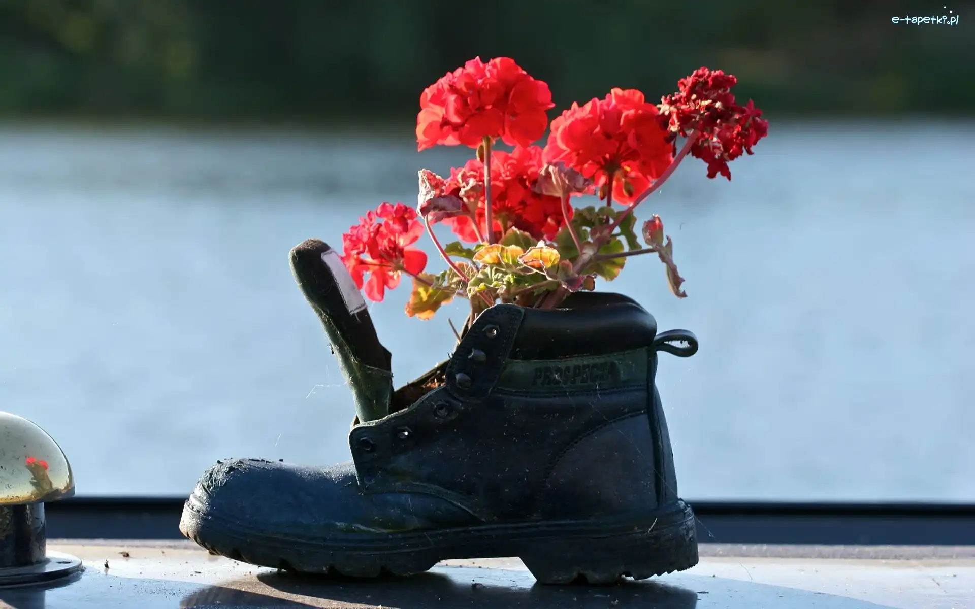 But, Pelargonia