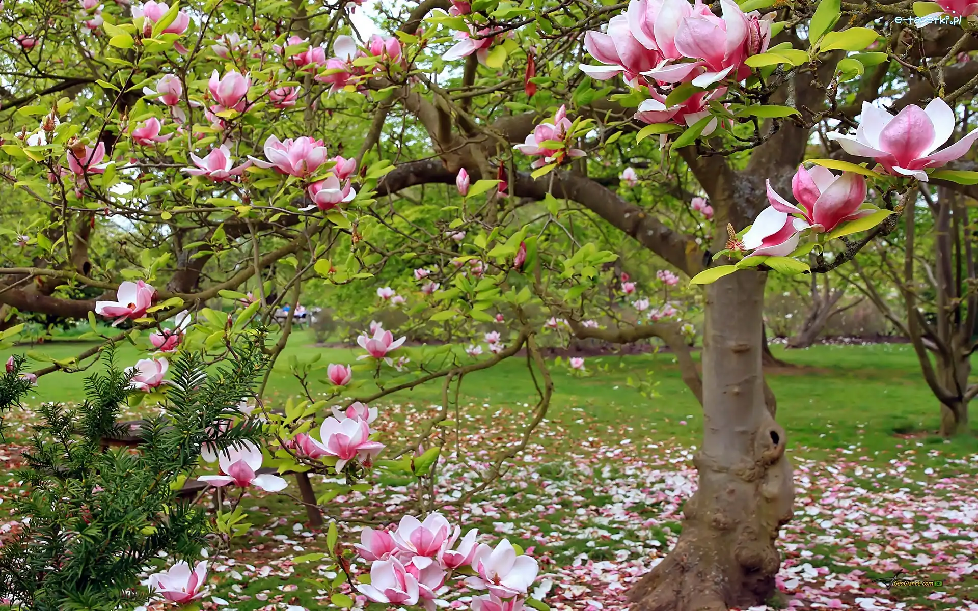 Park, Magnolia, Kwitnąca, Wiosna