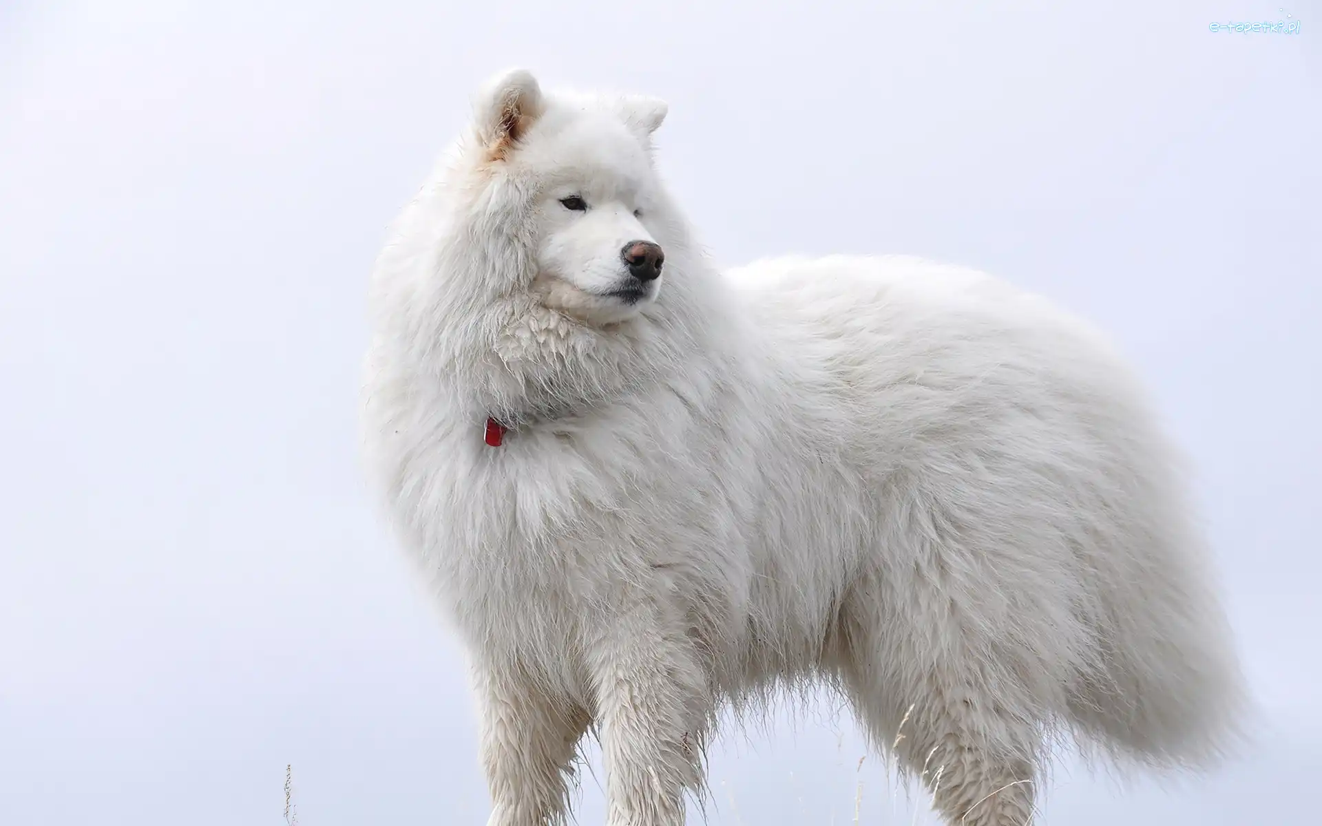 Samojed, Pies