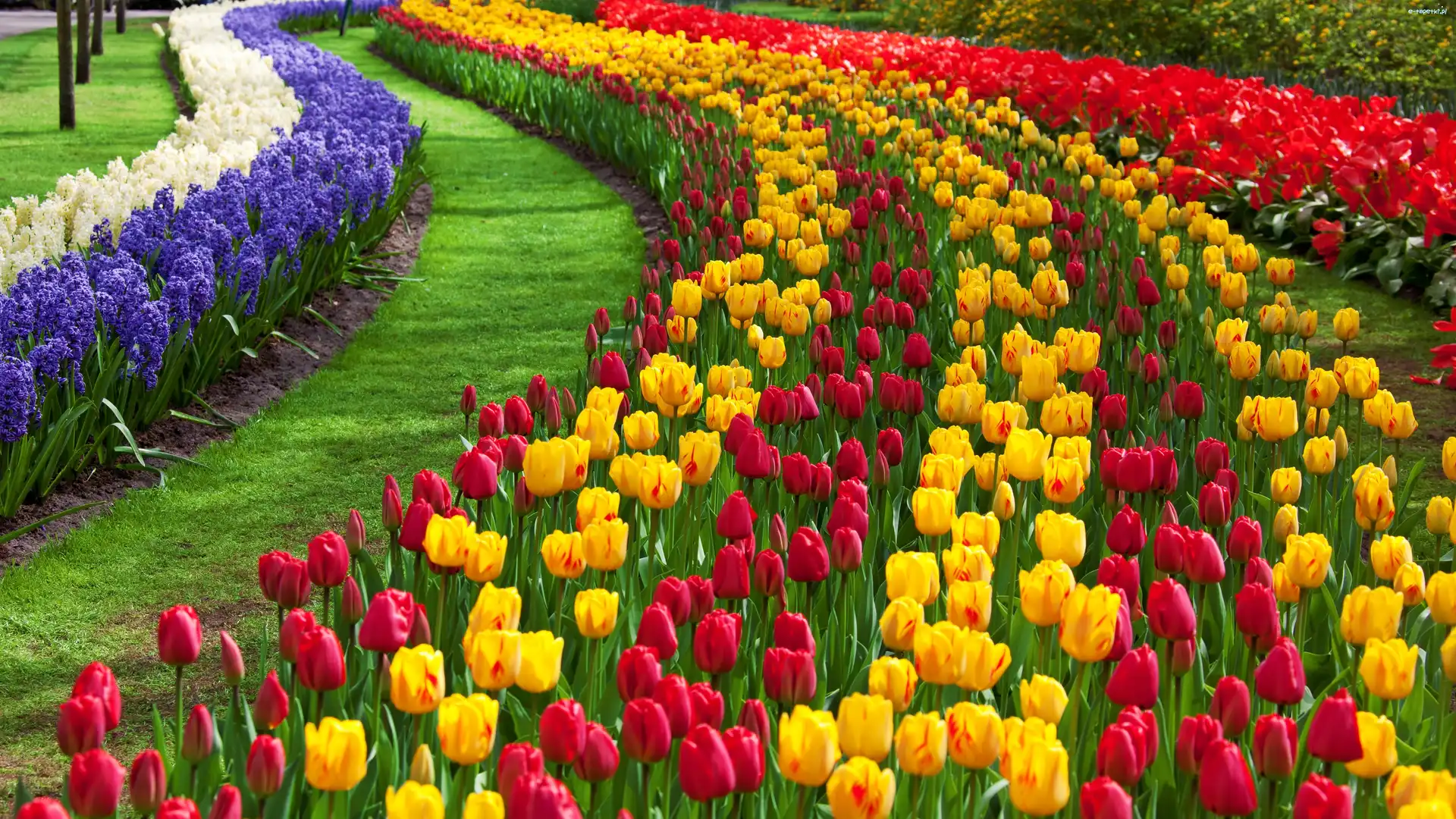 Lisse, Keukenhof, Park, Kwiatowy, Dywan