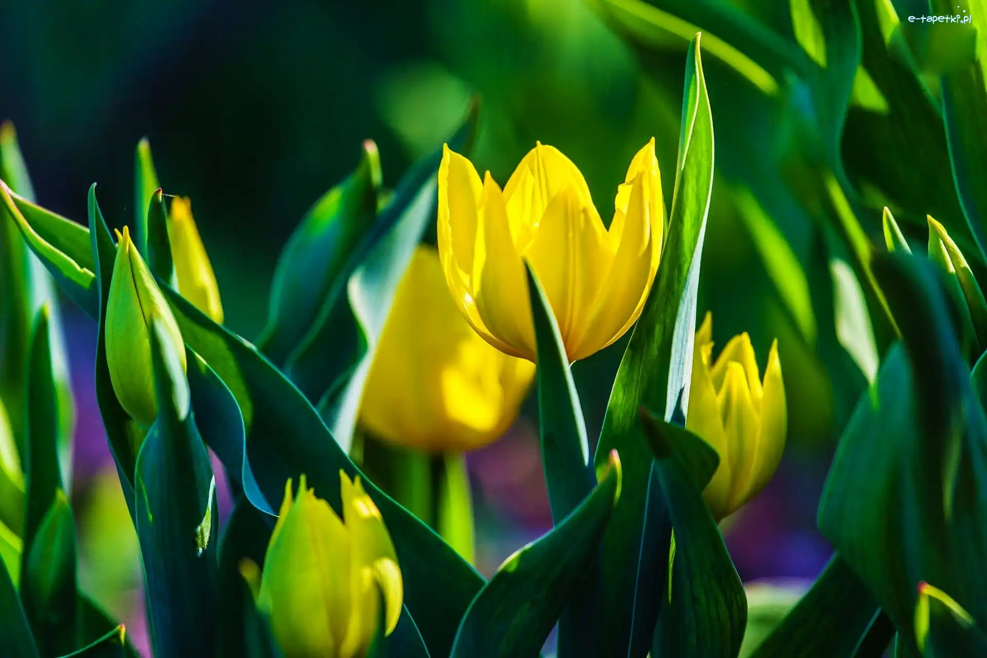 Tulipany, Liście, Pąki, Żółte