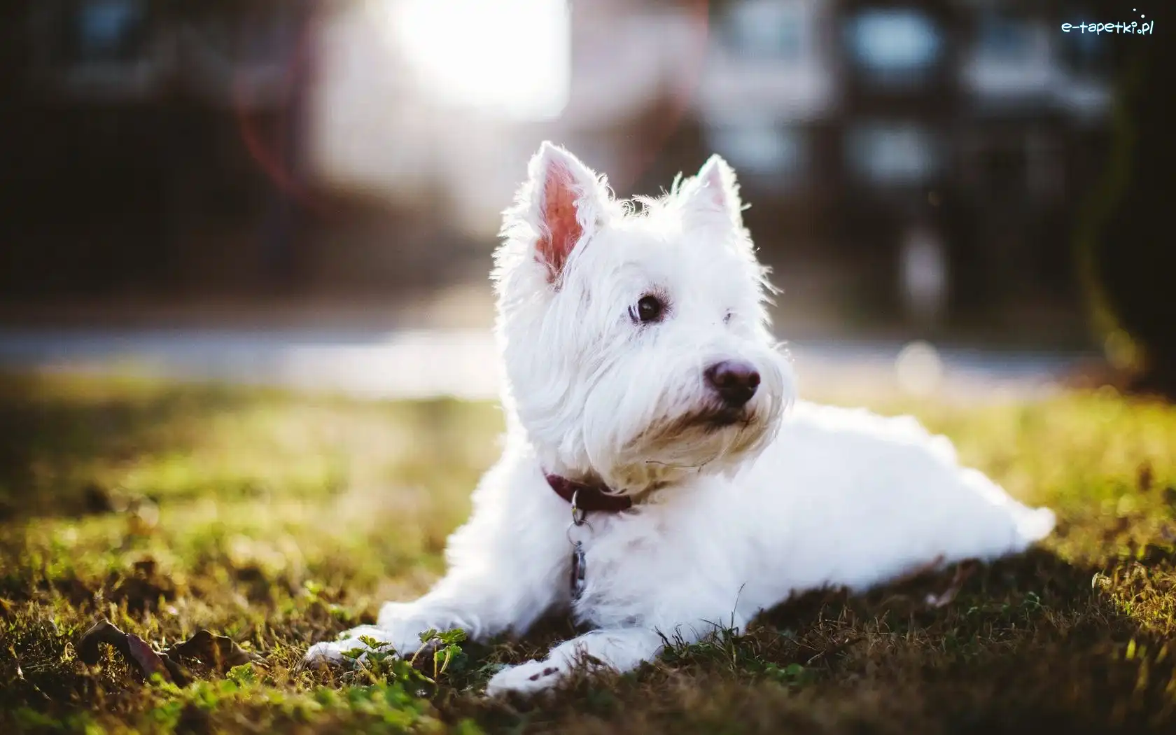 Obroża, West Highland White Terrier