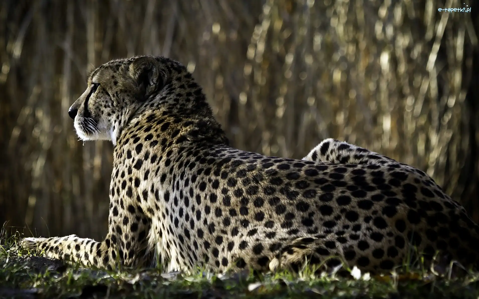 Rozmycie, Las, Gepard