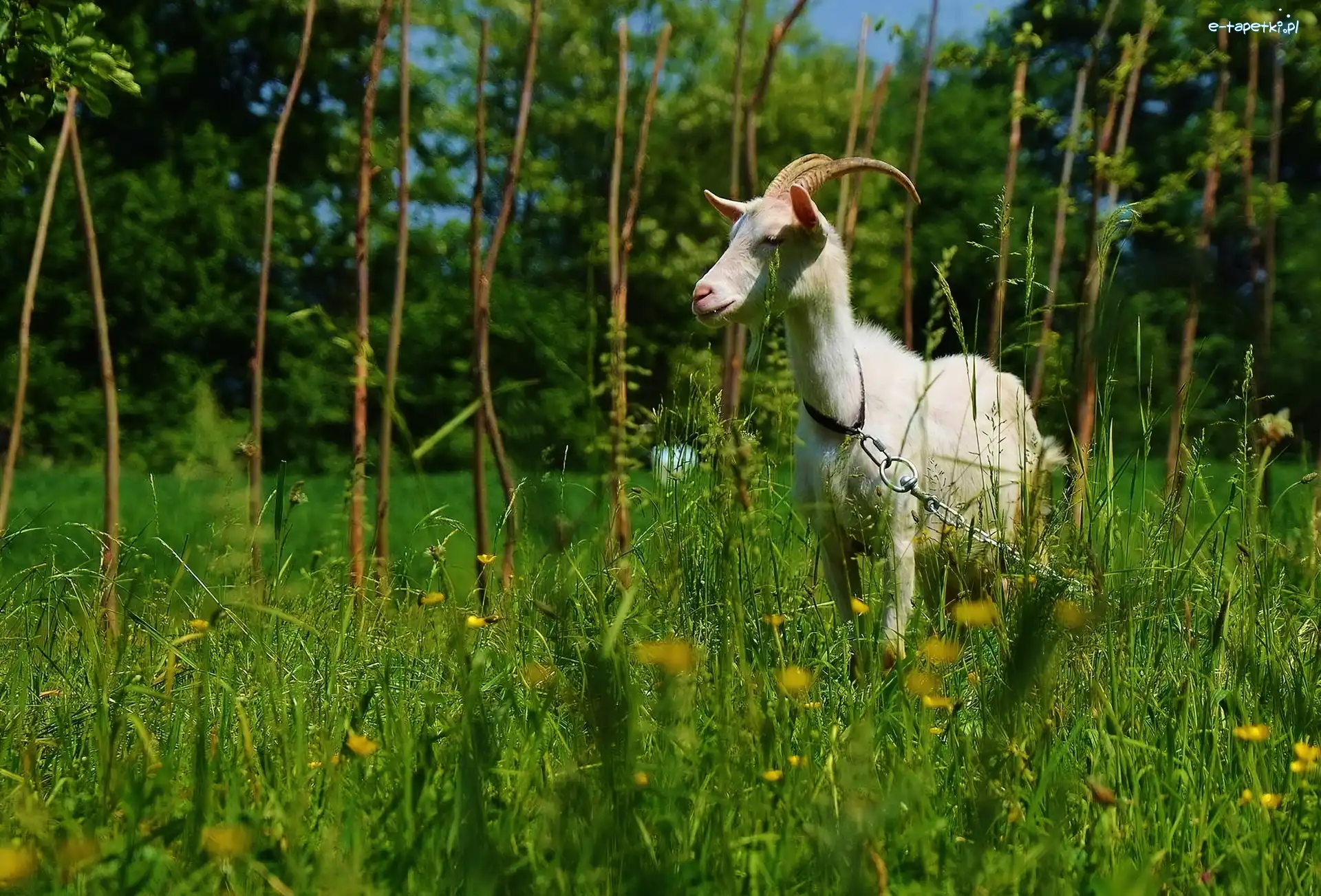 Trawa, Łańcuch, Koza