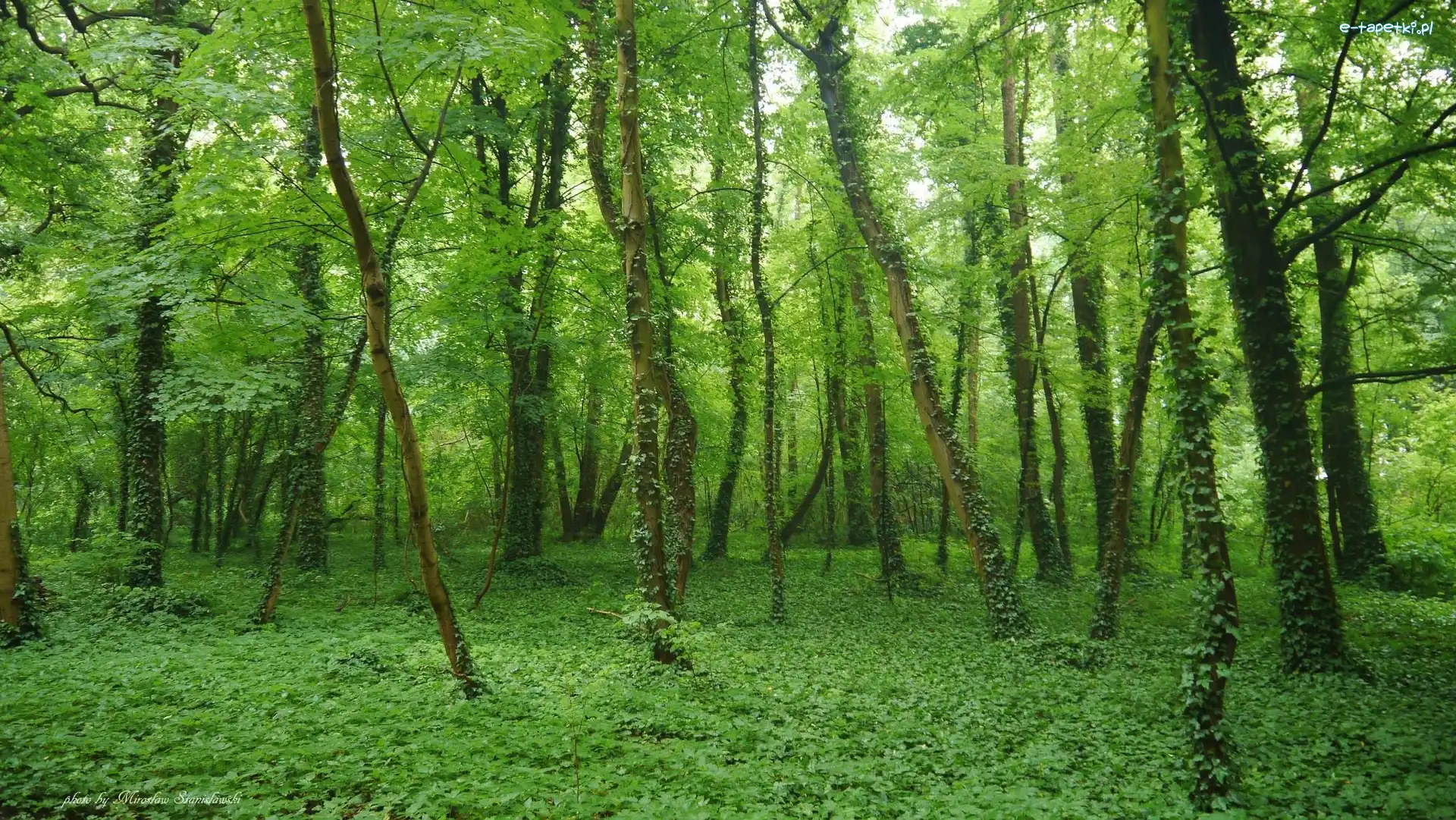 Drzewa, Pnącze, Las