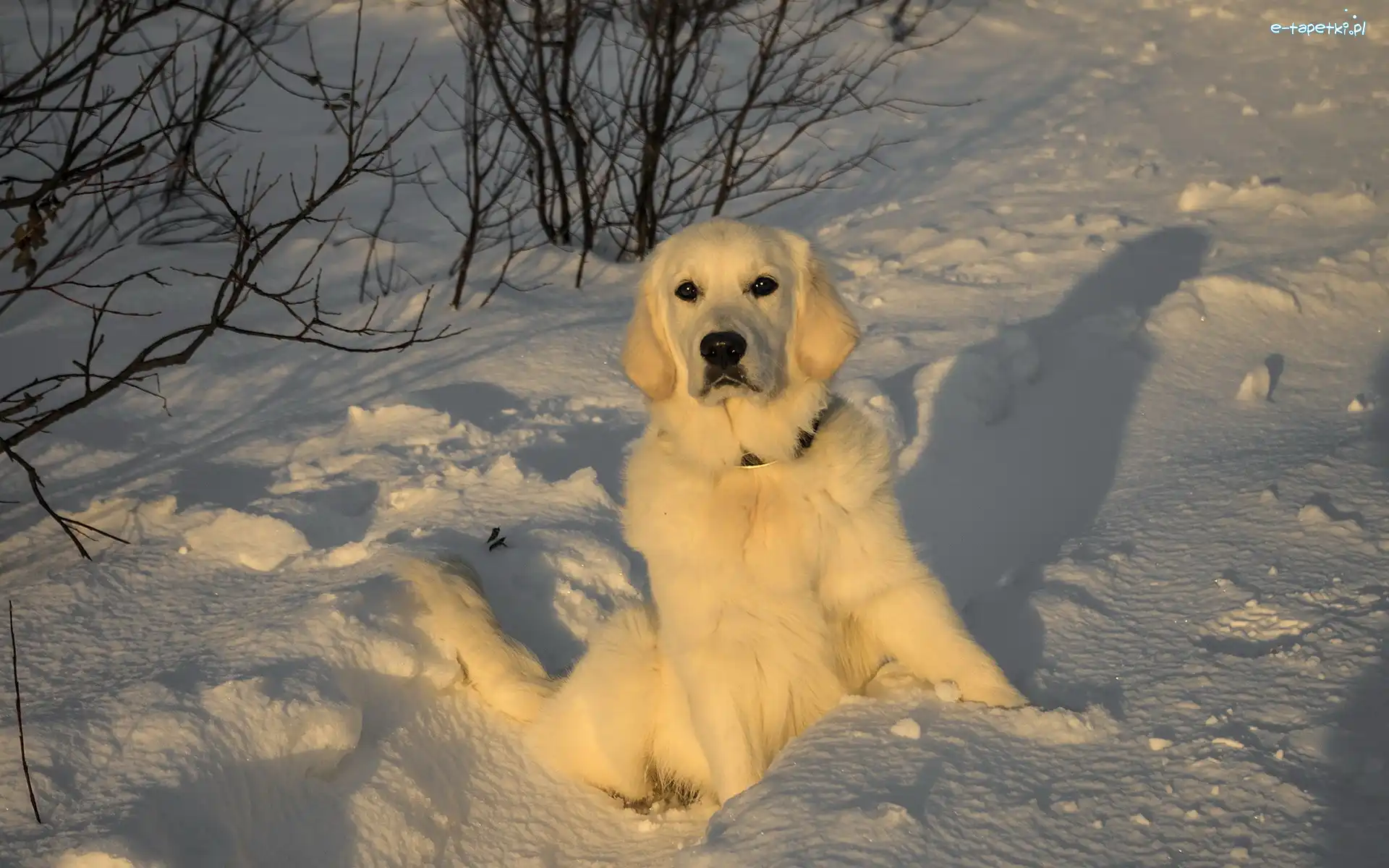 Śnieg, Retriever, Pies