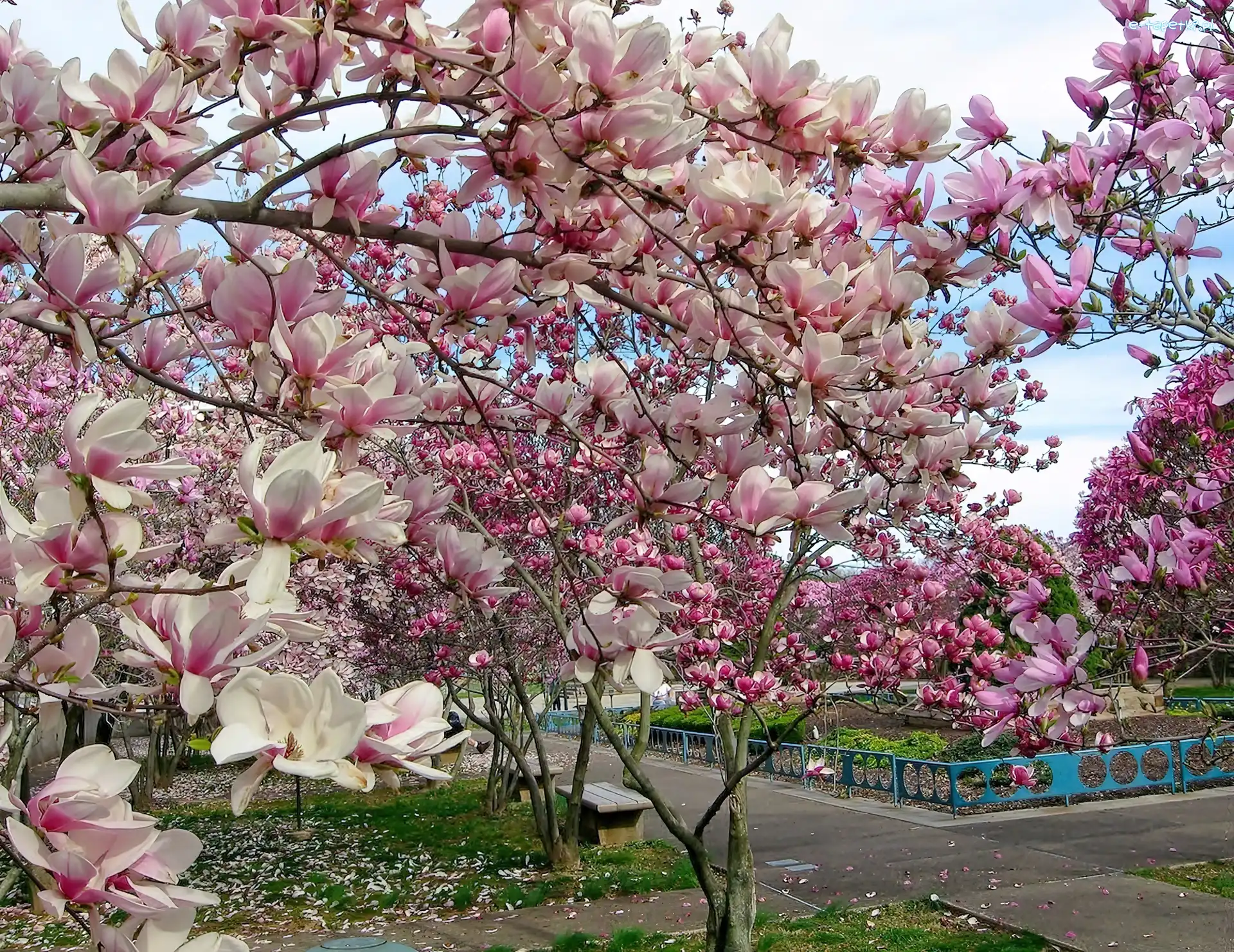 Park, Magnolia, Kwitnąca, Wiosna