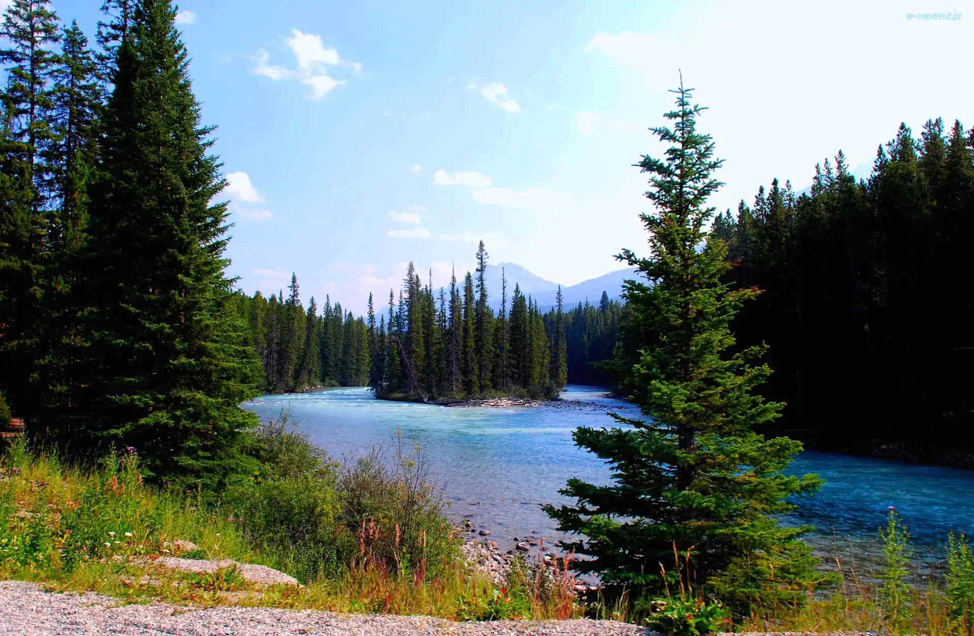 Park Narodowy Banff, Las, Kanada Rzeka