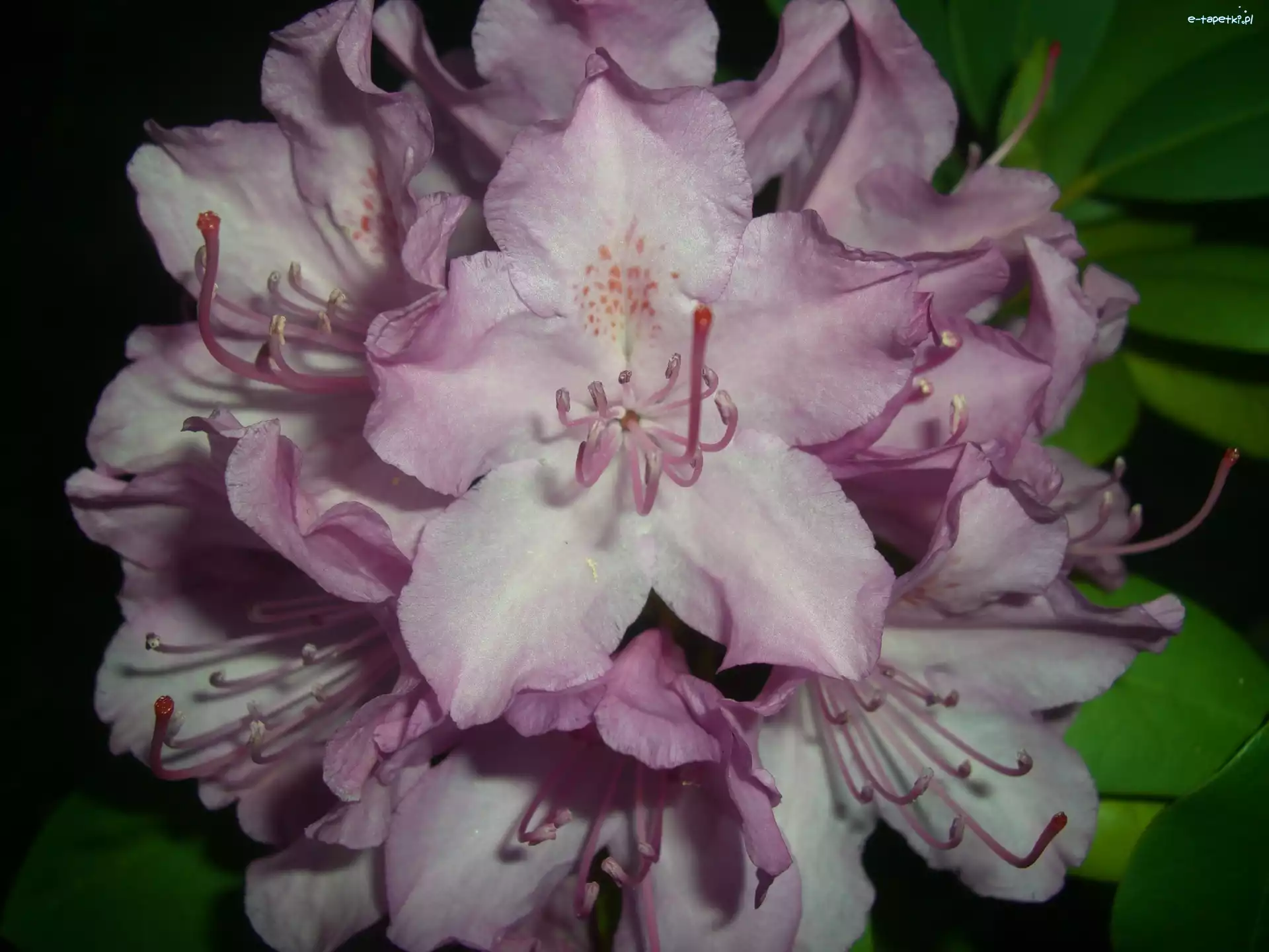 Liście, Kwiat, Rododendron