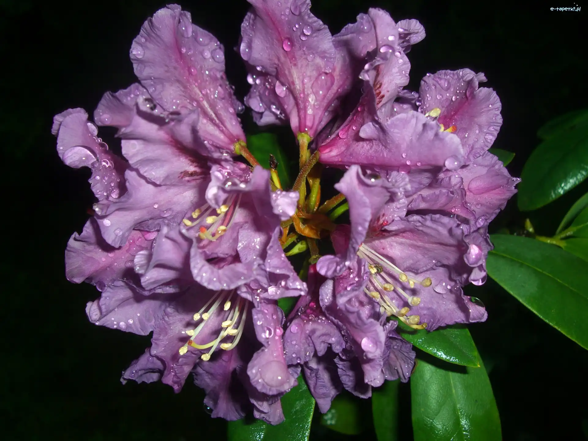 Deszczu, Fiolet, Liście, Kwiaty, Rododendron, Krople, Krzew