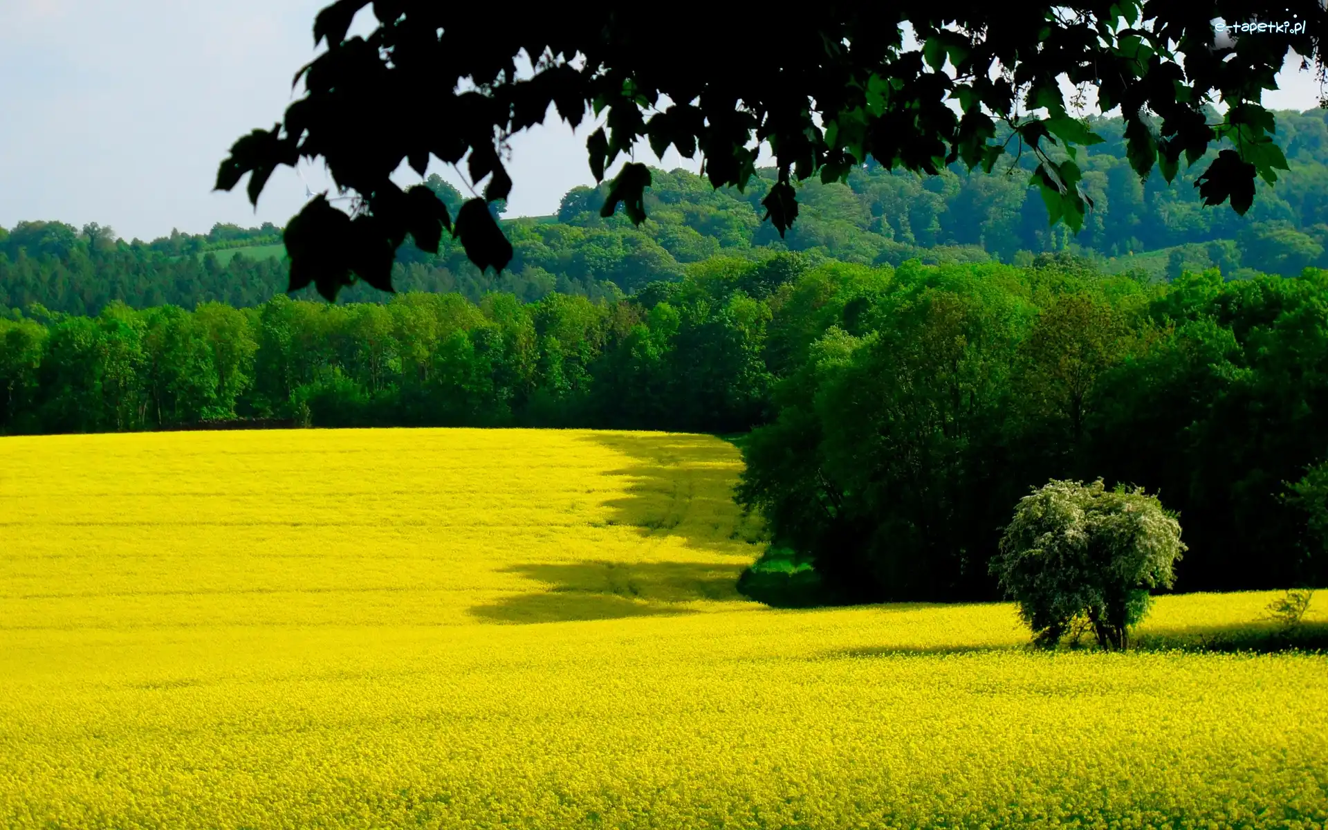 Pole, Lasy, Rzepakowe, Góry, Łąki